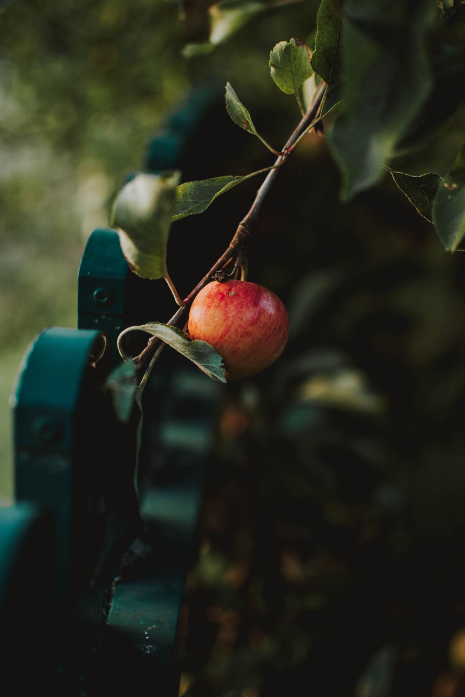 Nikon D5200 sample photo. Apple, branch, garden photography