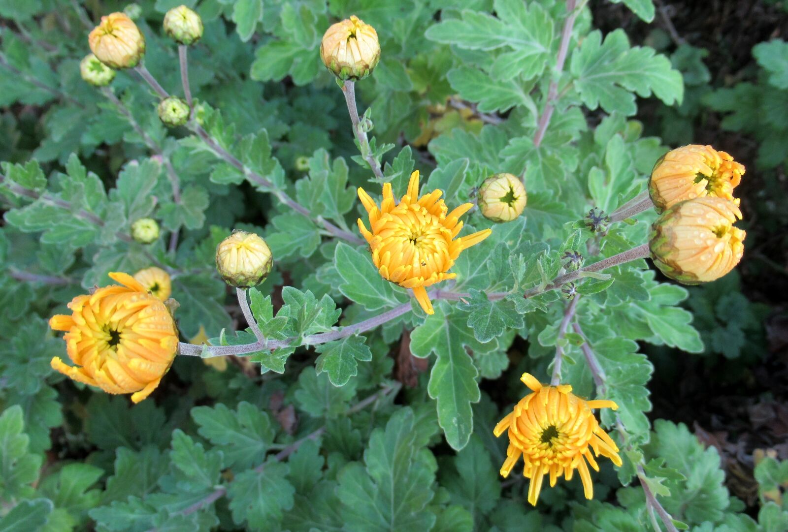 Canon PowerShot SX620 HS sample photo. Autumn, garden, chrysanthemum photography