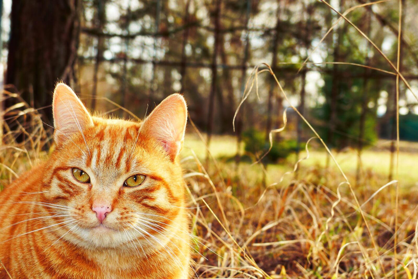 Panasonic Lumix DMC-FZ200 sample photo. Cat, pet, rudy photography