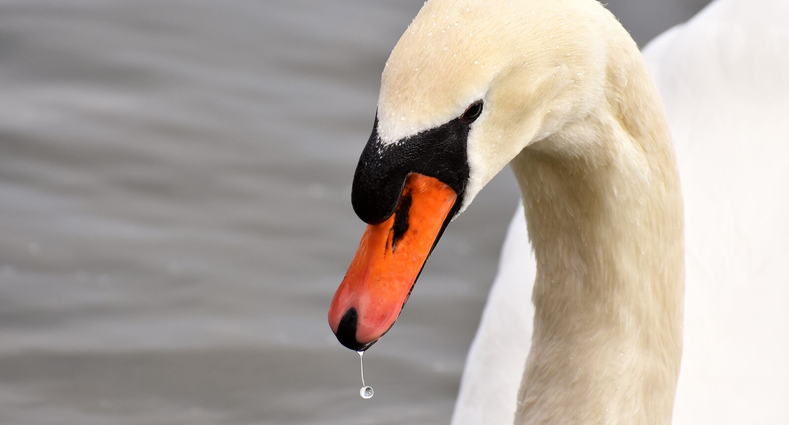 Nikon D7200 sample photo. Swan, water bird, bill photography
