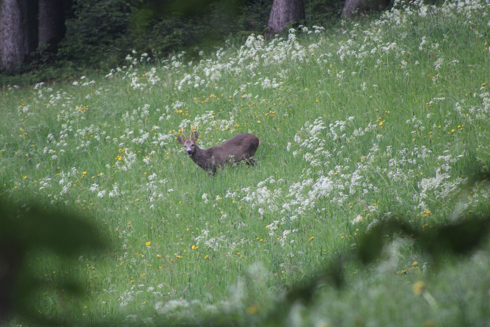 Canon EOS 2000D (EOS Rebel T7 / EOS Kiss X90 / EOS 1500D) sample photo. Deer, nature, grass photography