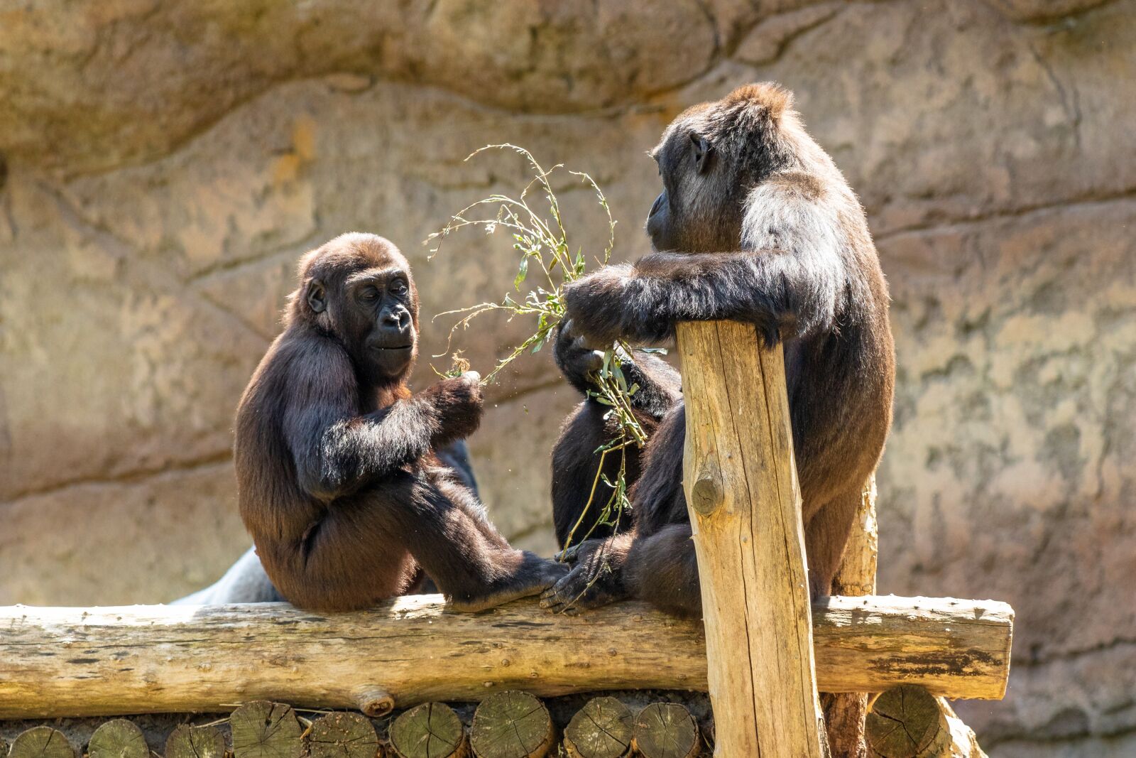 Canon EF 70-300 F4-5.6 IS II USM sample photo. Monkey, primate, gorilla photography