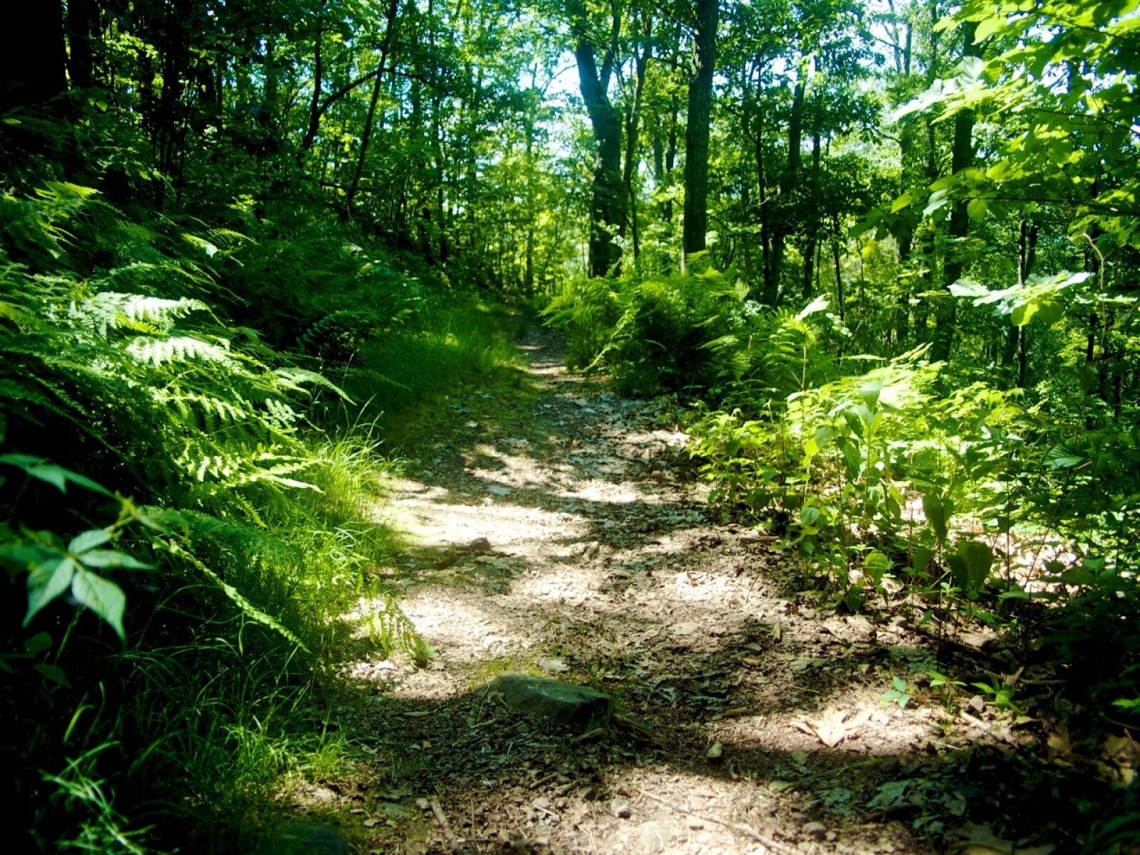 Nikon D50 sample photo. Trail, hiking, hike photography