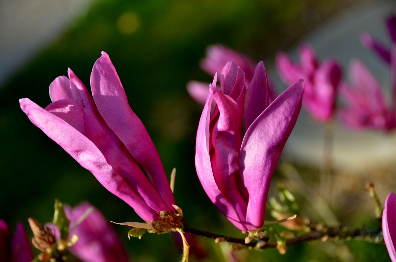 Nikon D7000 sample photo. Pink flower, nature, plant photography