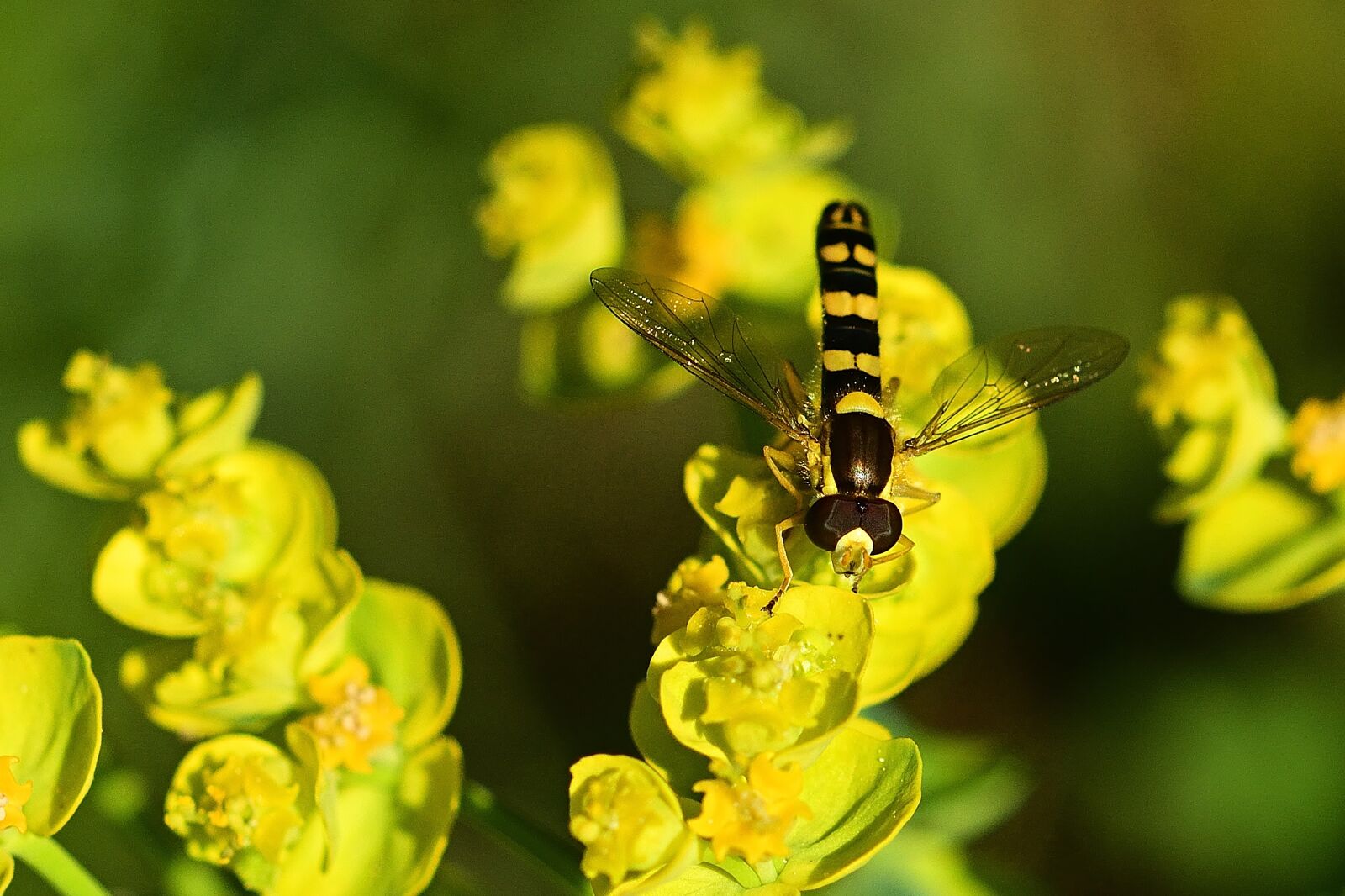 Nikon D5200 sample photo. Hoverfly, fly, insect photography