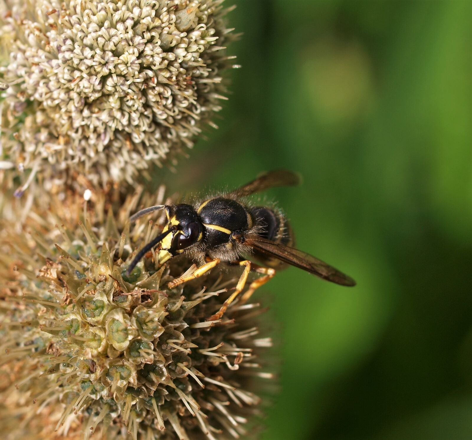 Olympus E-520 (EVOLT E-520) sample photo. Insect, nature, wasp photography