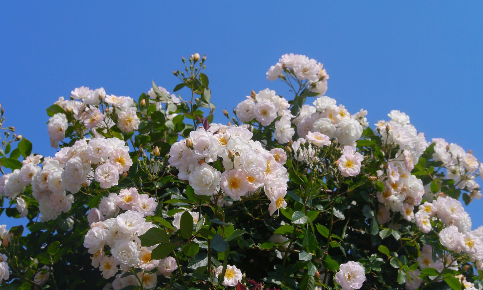 Panasonic Lumix DMC-GX1 sample photo. Verny park, rose, white photography