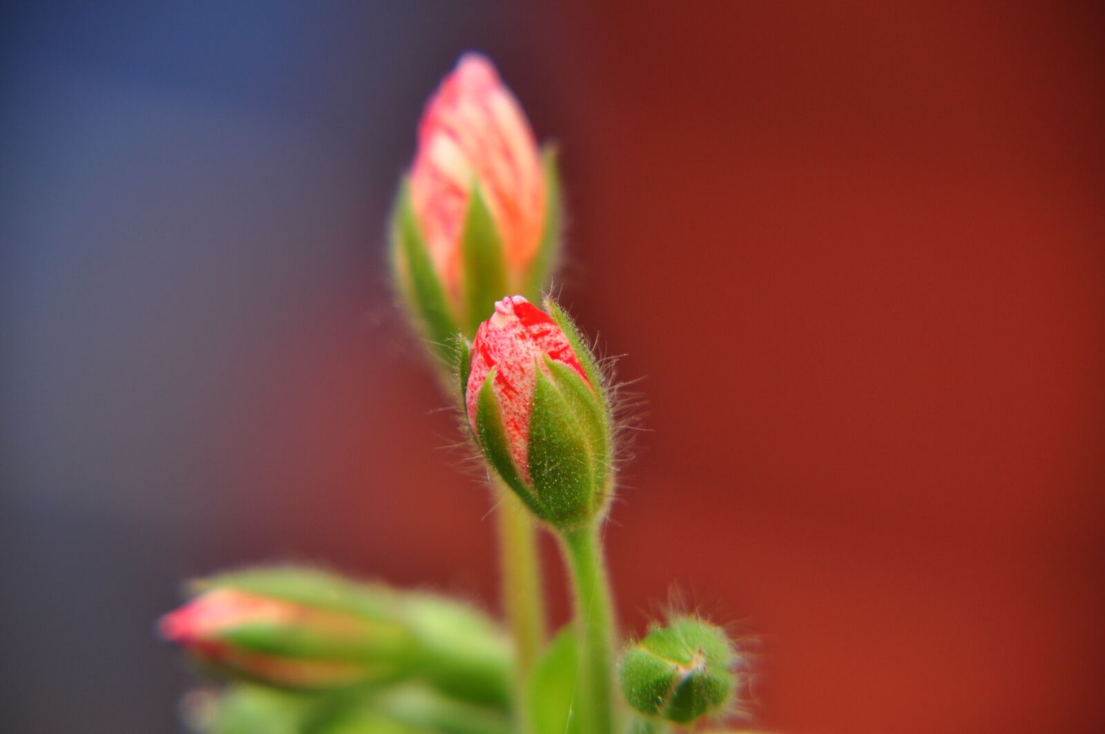 Nikon D5000 sample photo. Flower, garden photography