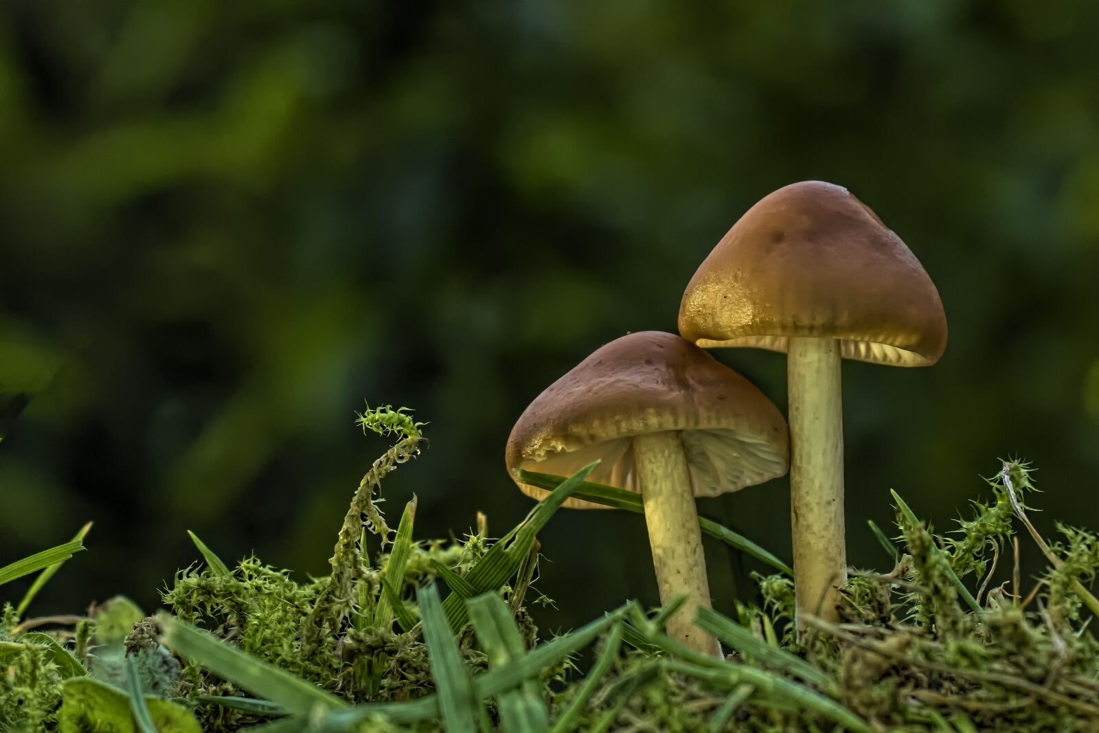 Olympus OM-D E-M5 II + Olympus M.Zuiko Digital ED 12-40mm F2.8 Pro sample photo. Mushroom, small mushroom, lamellar photography