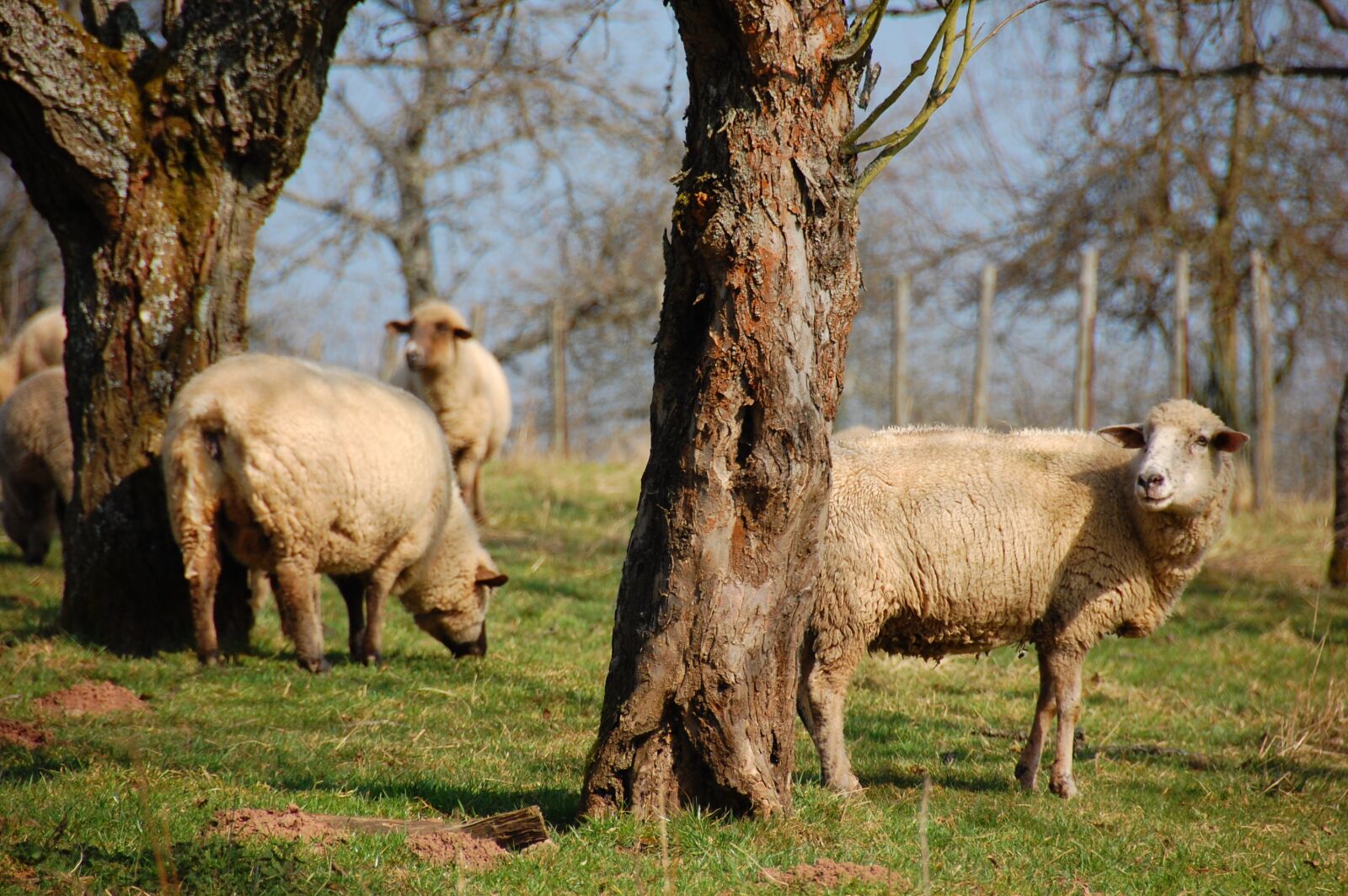 Nikon D40 sample photo. Sheep, flock of sheep photography