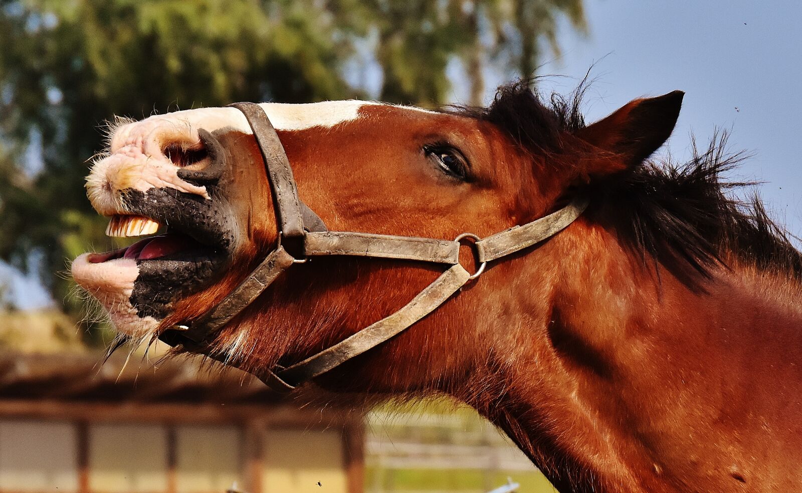 Nikon D7200 sample photo. Shire horse, horse, stick photography