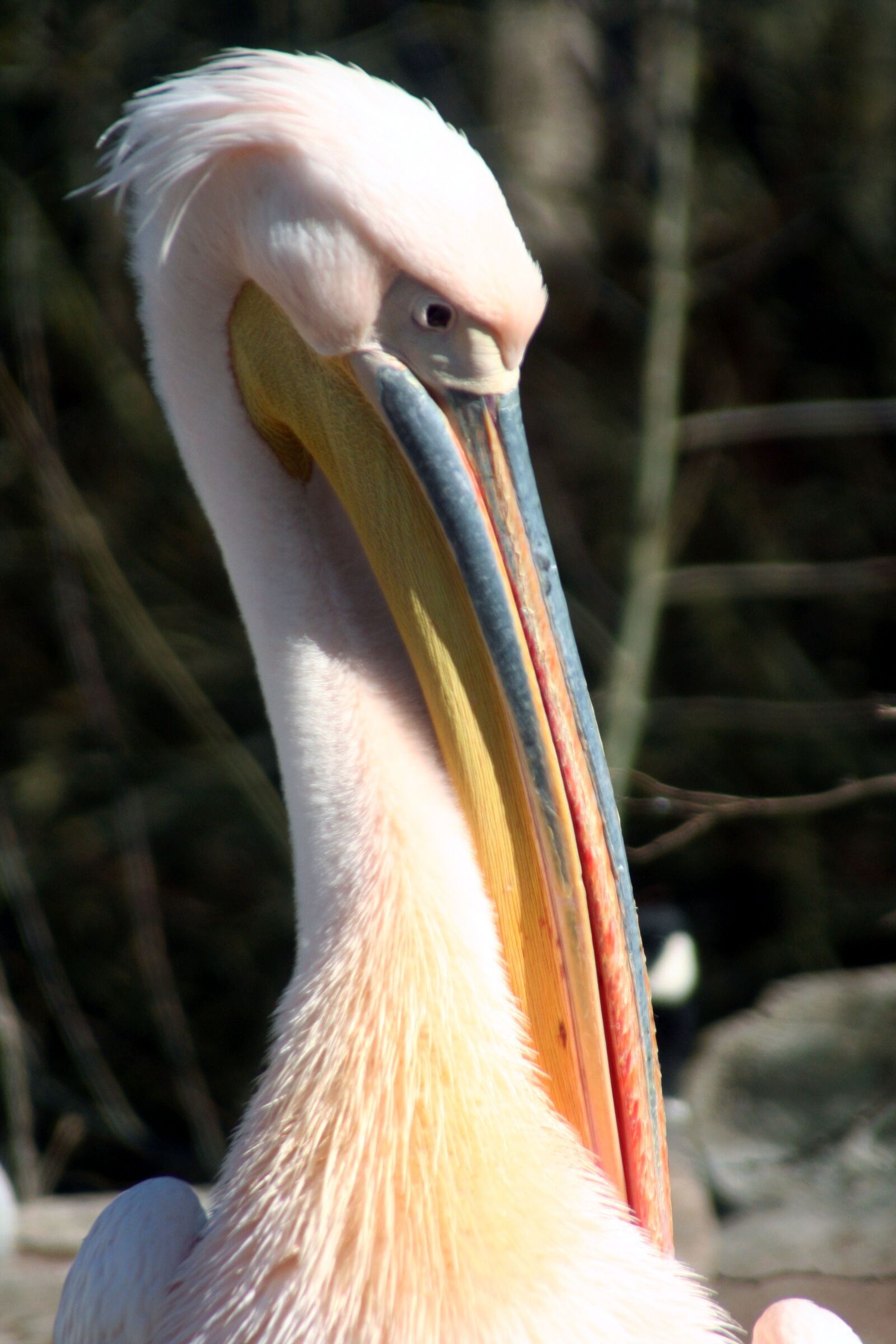 Canon EOS 350D (EOS Digital Rebel XT / EOS Kiss Digital N) sample photo. Pelican, bird, fauna photography