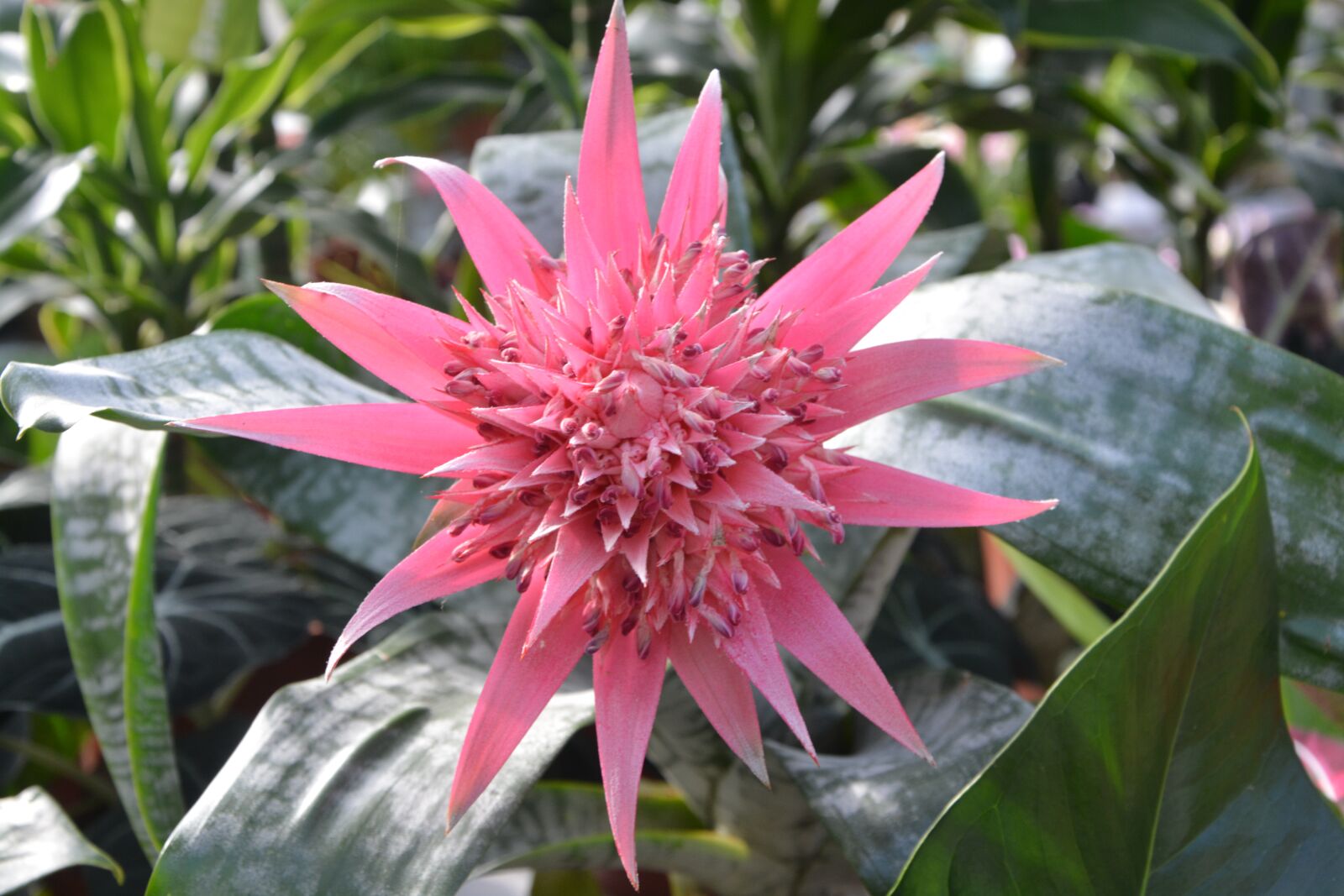 Nikon D5200 sample photo. Flower, succulent, aechmea pamera photography