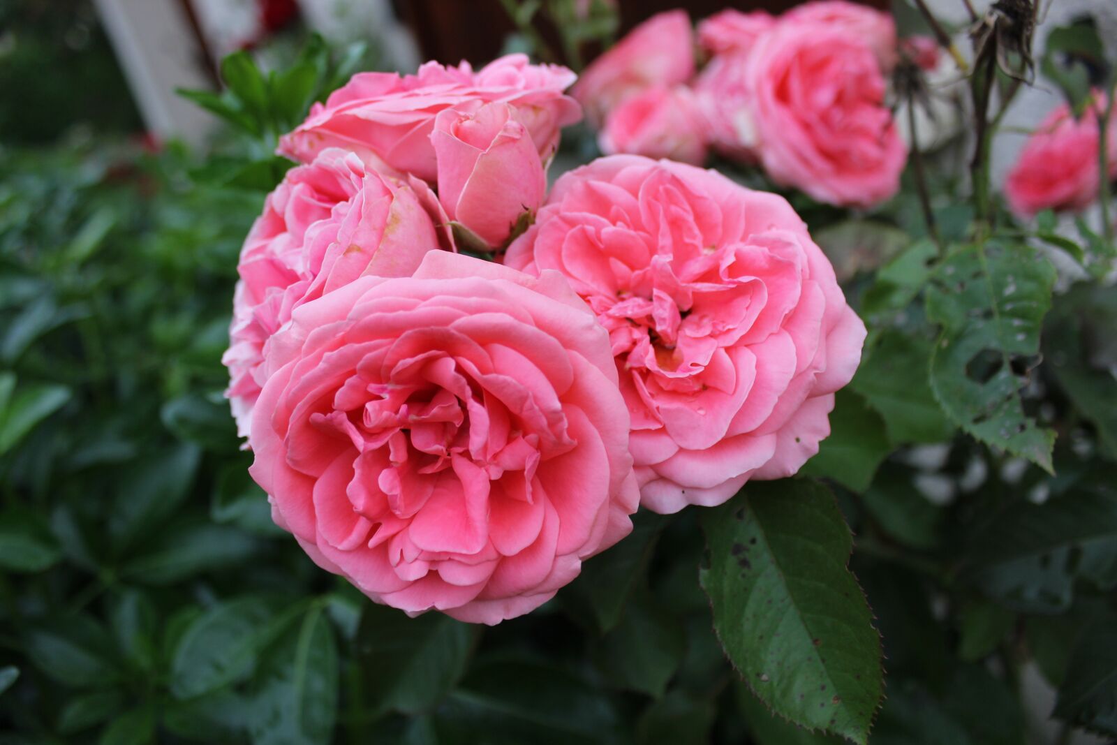 Canon EOS 600D (Rebel EOS T3i / EOS Kiss X5) sample photo. Flower, pink, garden photography