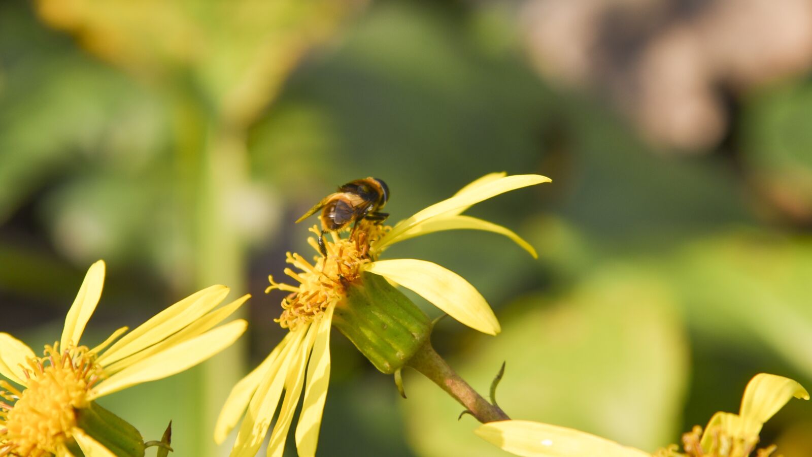 Nikon D750 sample photo. Bee, animal, flowers photography