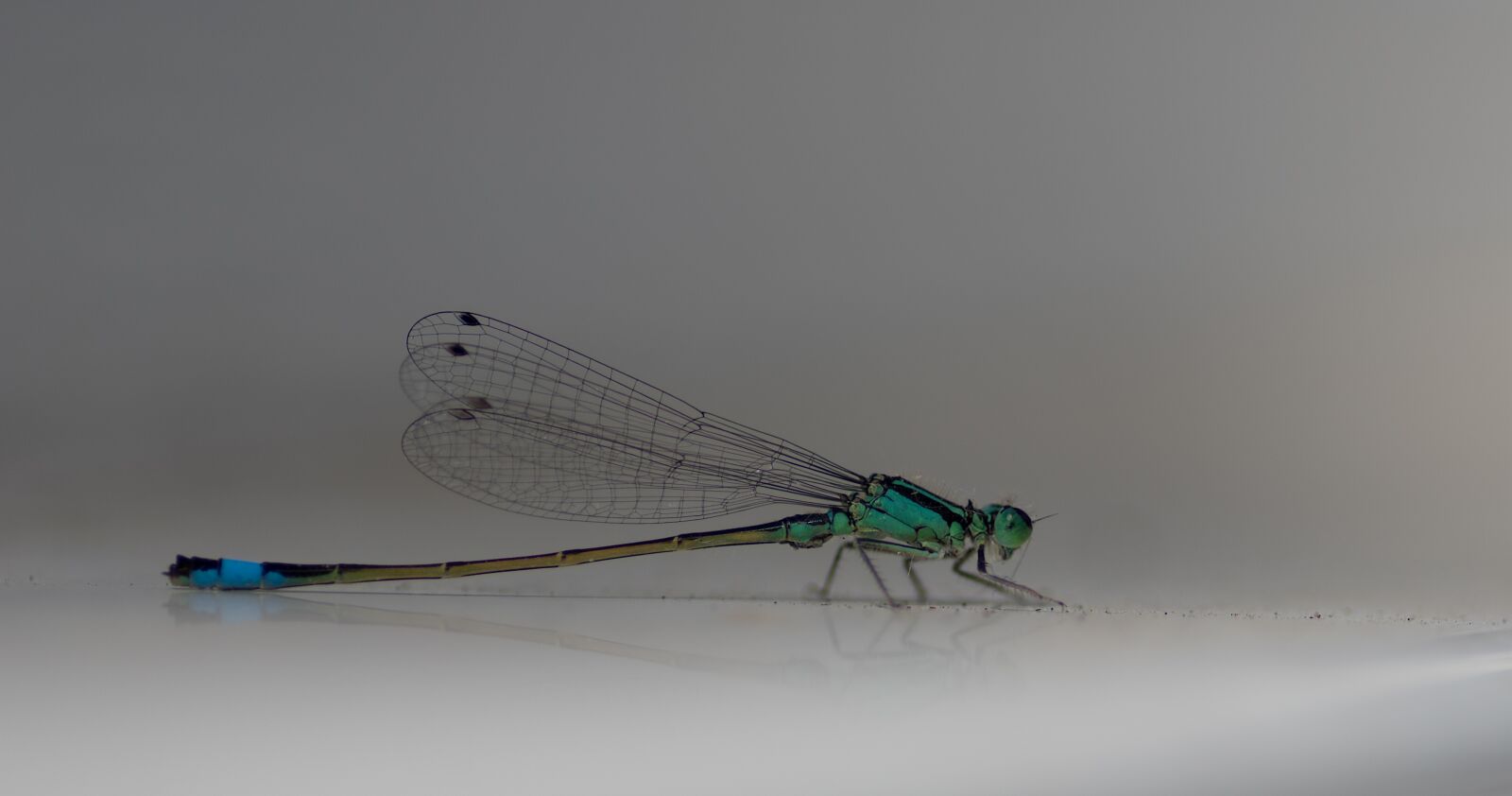 Pentax K-3 + Pentax smc D-FA 100mm F2.8 macro sample photo. Flying insect, demoiselle, dragonfly photography