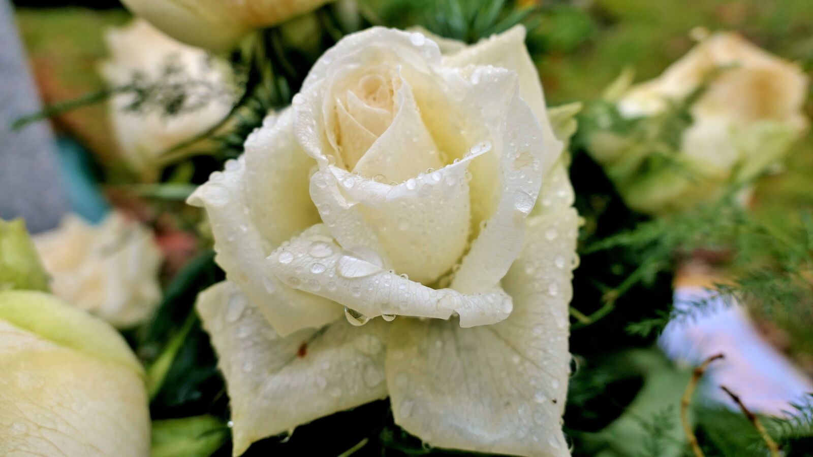 Panasonic Lumix DMC-LX10 (Lumix DMC-LX15) sample photo. Rose, rose bloom, blossom photography