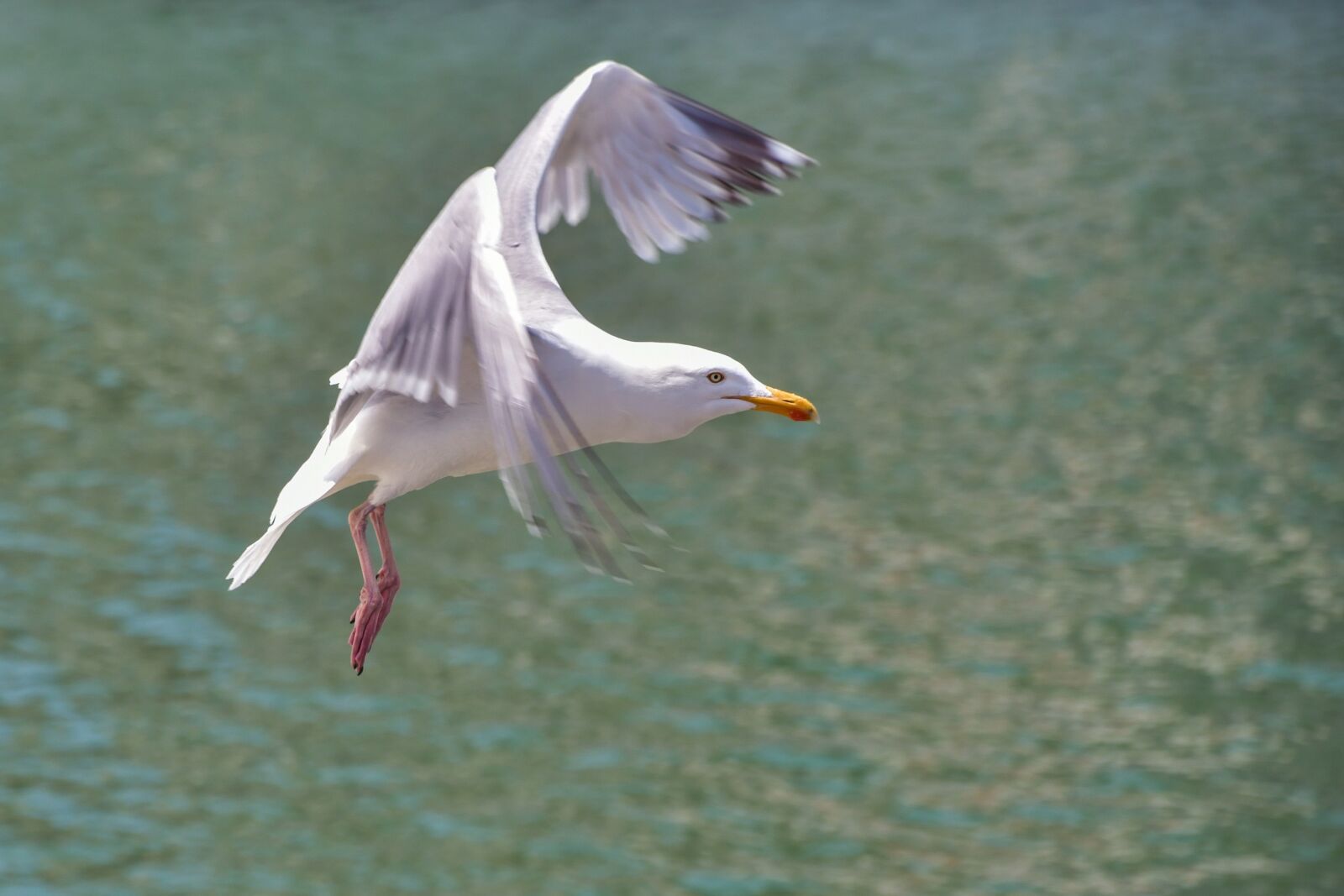 Nikon D500 sample photo. Gull, flight, sea photography