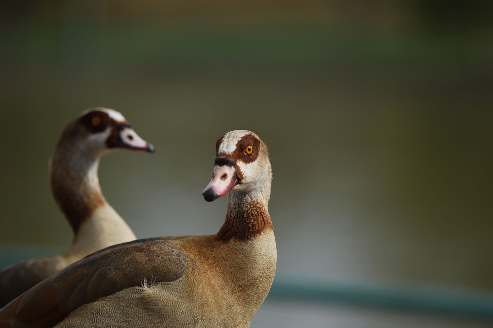 Canon EOS 7D Mark II sample photo. Animals, birds, geese photography
