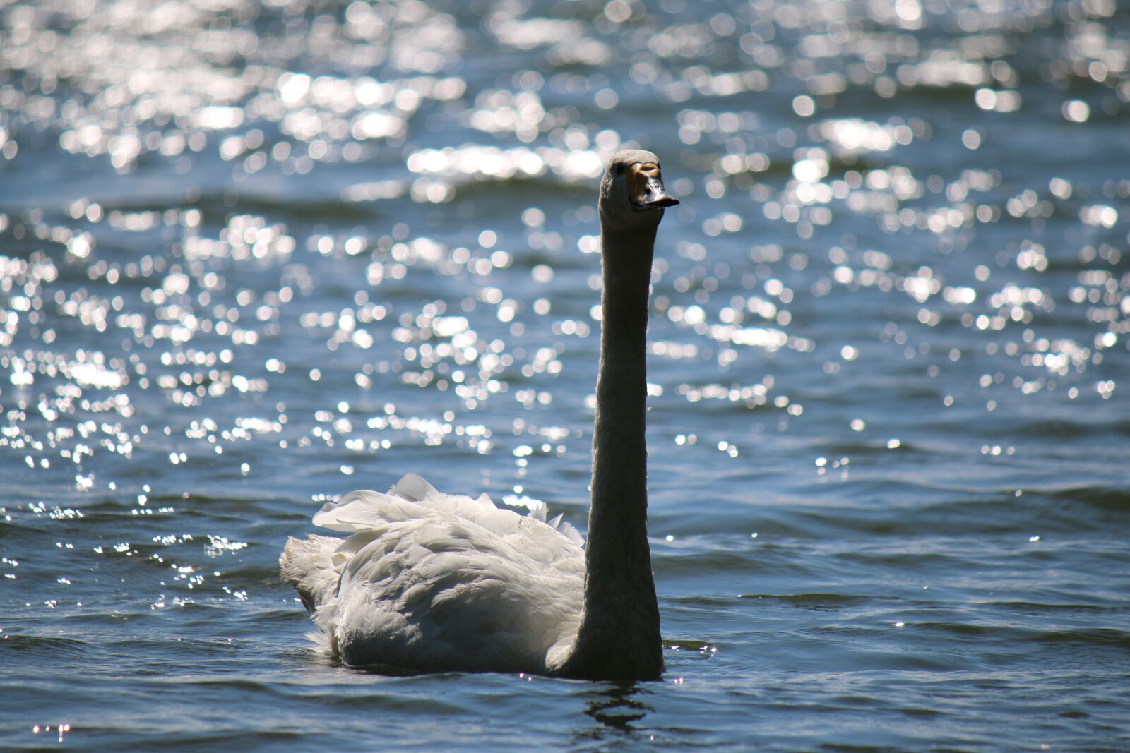 Canon EOS 70D + Canon EF-S 55-250mm F4-5.6 IS sample photo. Swan, lake, bird photography