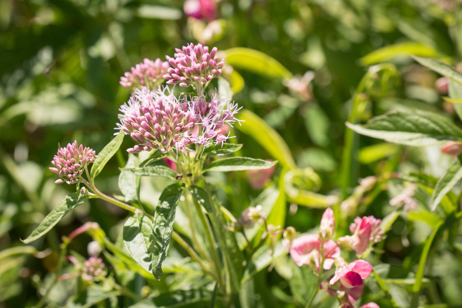 Nikon D7100 sample photo. Plant, wild plant, blossom photography