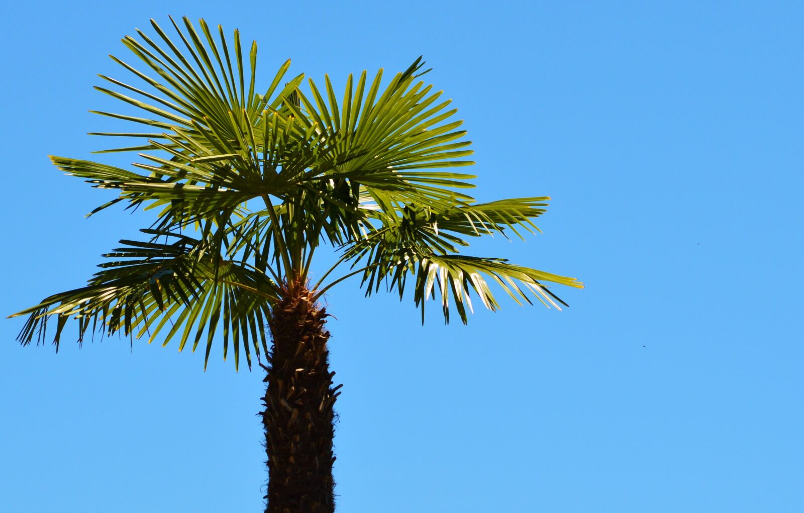 Nikon D3200 sample photo. Palm, plant, fan palm photography