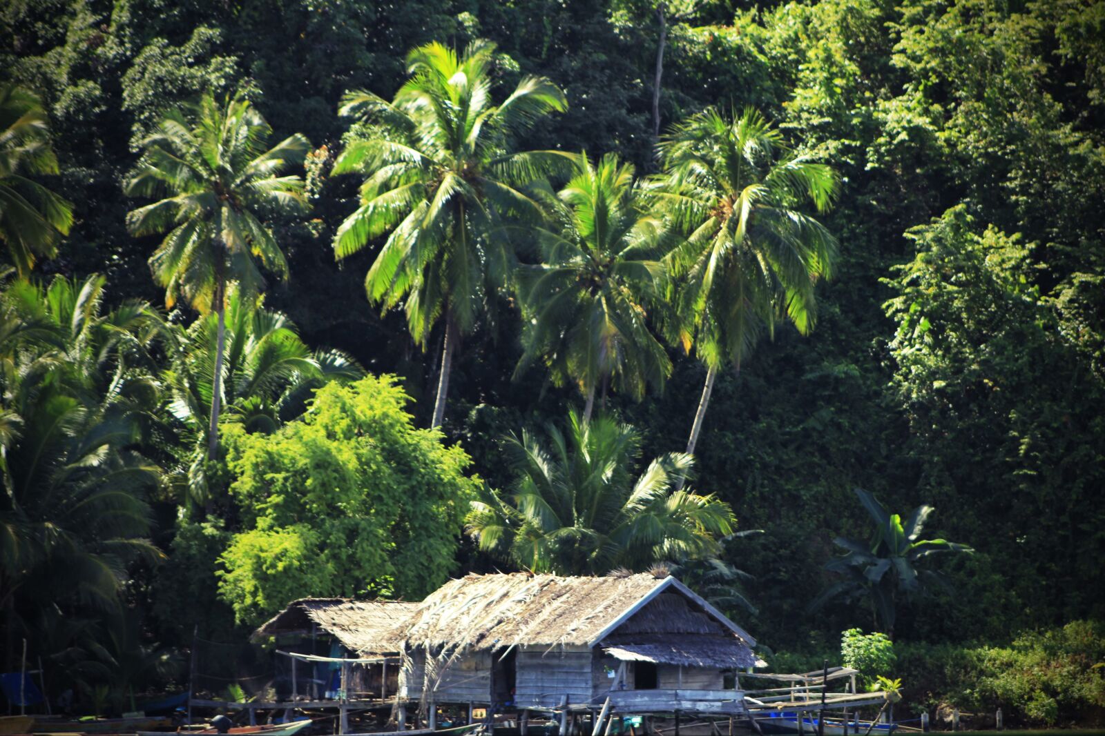 Canon EOS 60D + EF75-300mm f/4-5.6 sample photo. Palm tree, coconut tree photography