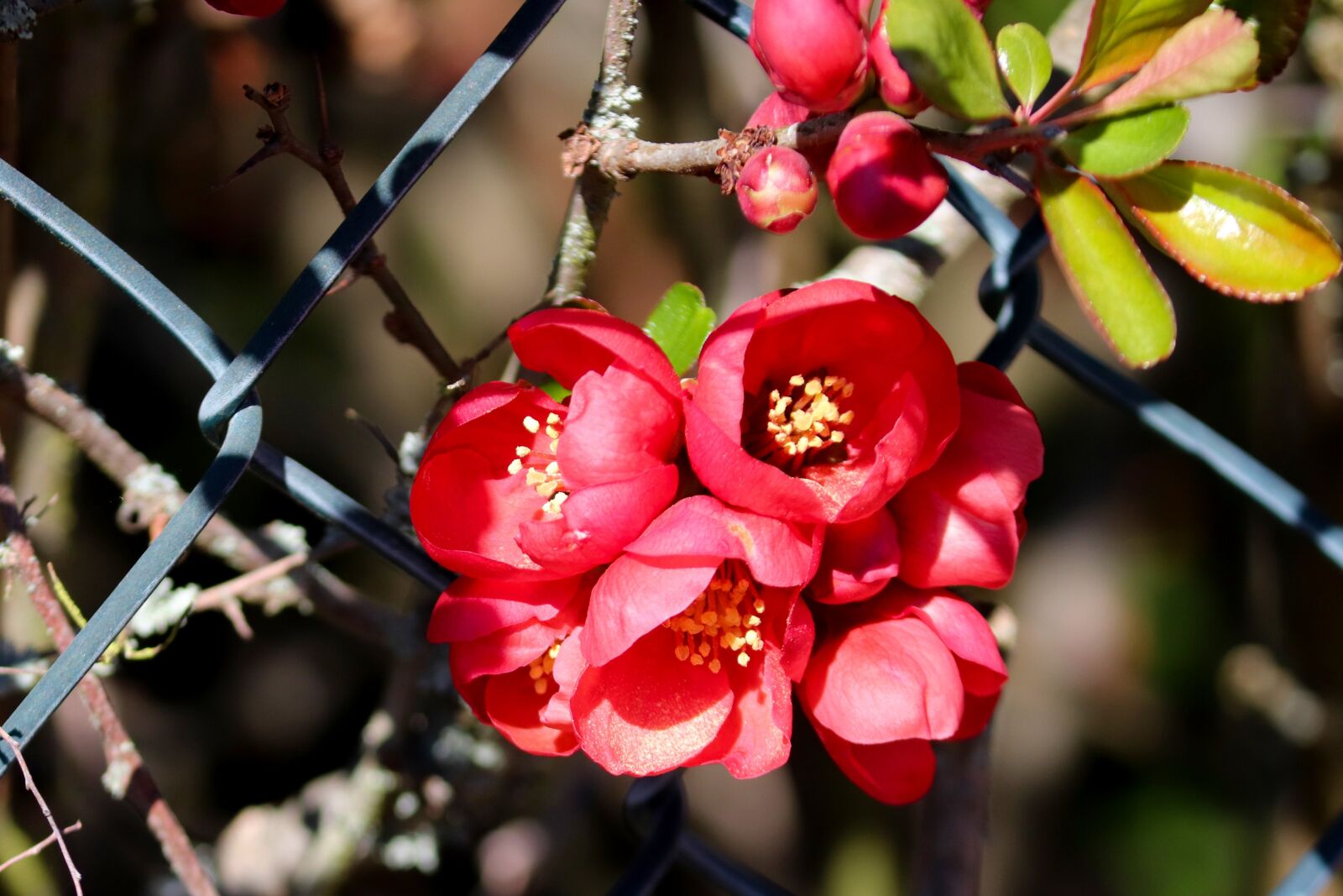 Canon EOS 200D (EOS Rebel SL2 / EOS Kiss X9) sample photo. Ornamental quince, flowers, bush photography