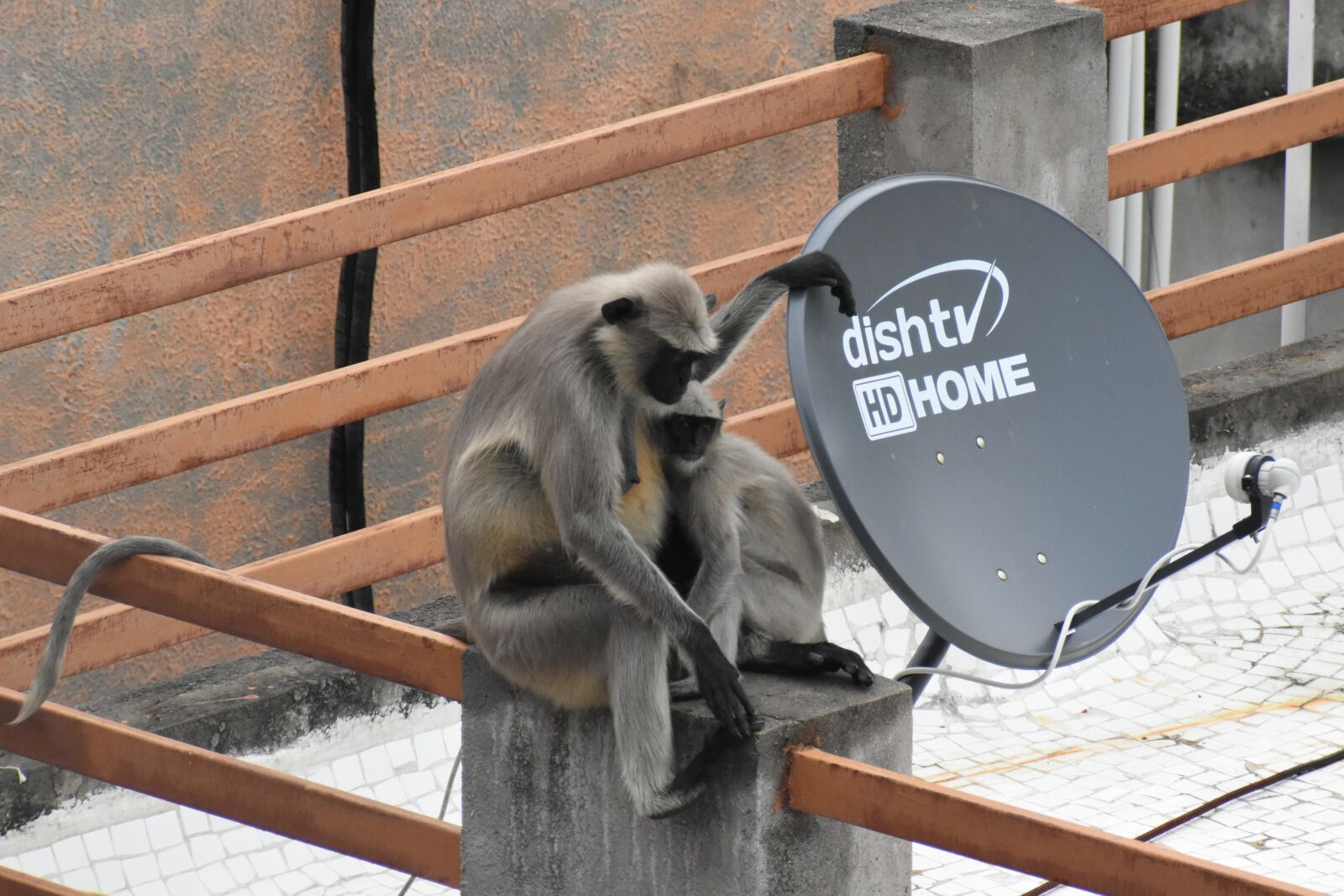 Nikon D5600 sample photo. Monkey, baby monkey, animal photography