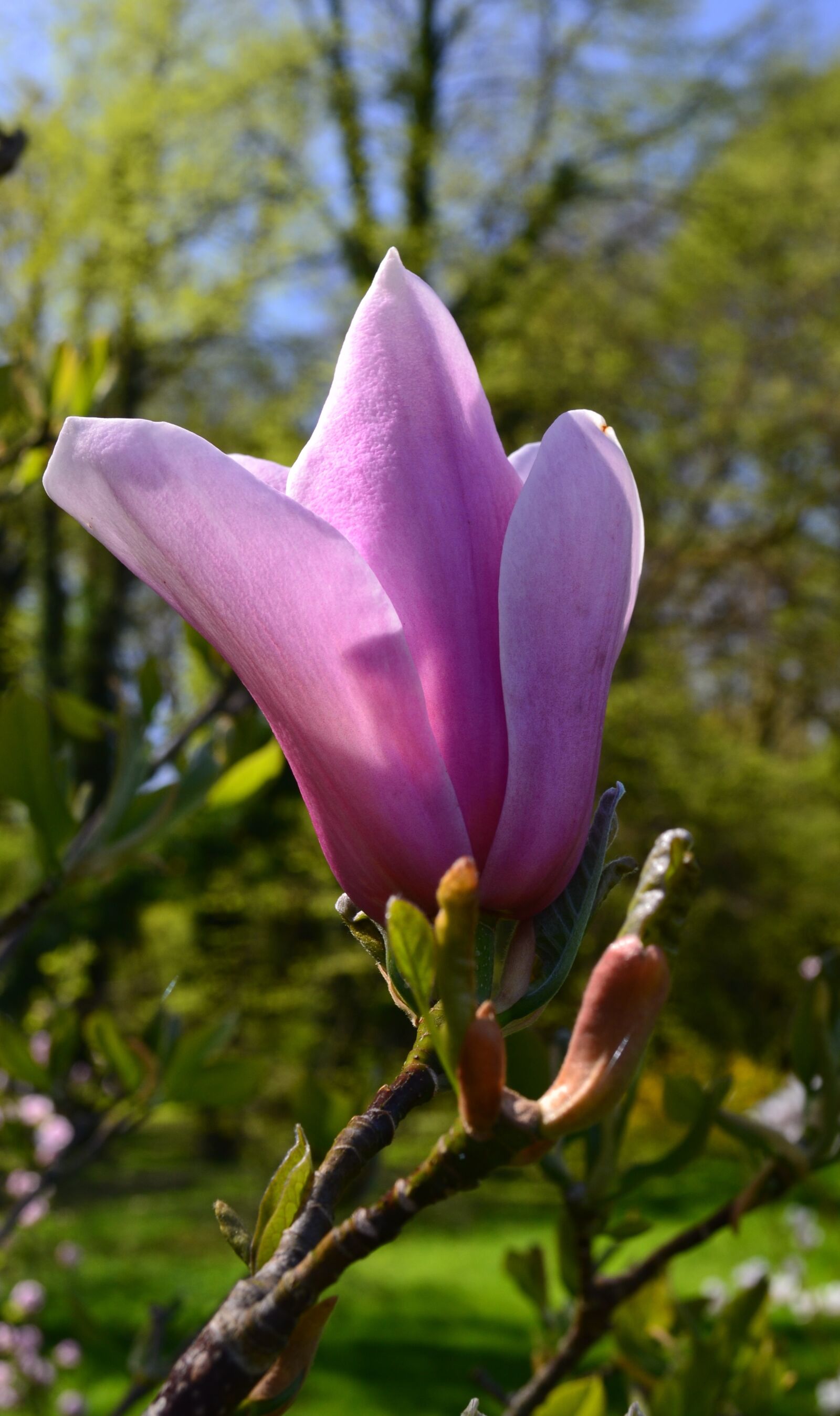 Nikon D3100 sample photo. Nature, flower, plant photography
