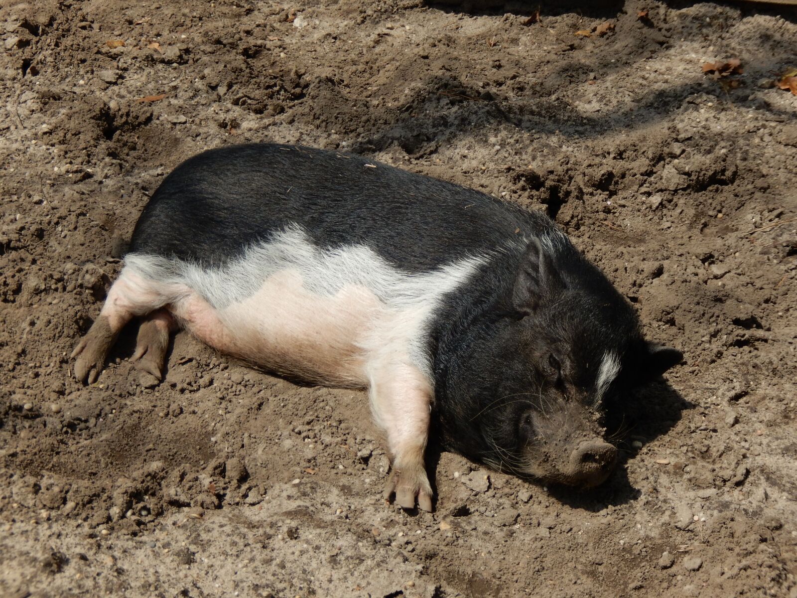 Nikon COOLPIX S9600 sample photo. Pig, animal, farm photography