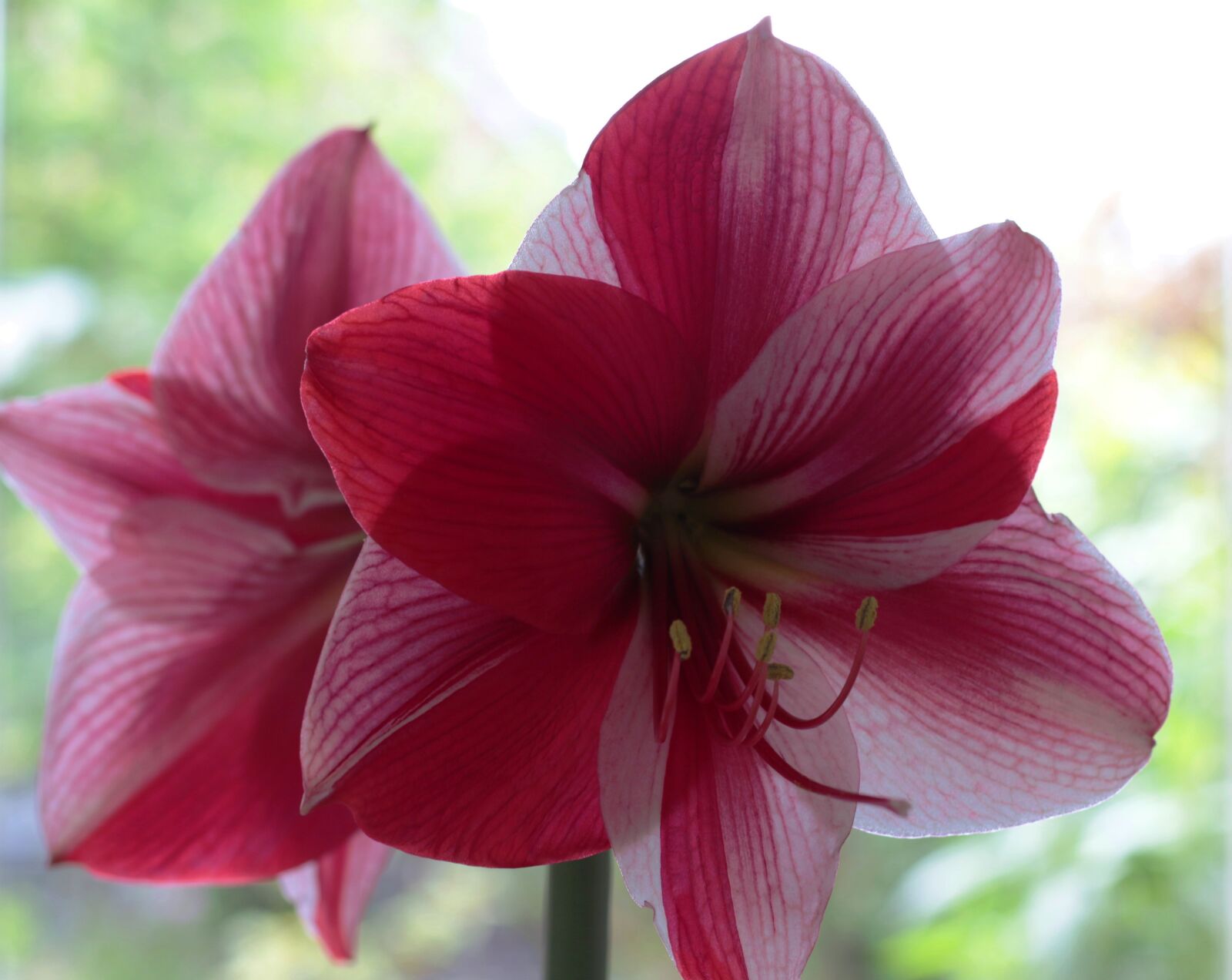 Canon EOS 7D Mark II + Canon EF 50mm F1.8 STM sample photo. Amaryllis, red, striped photography
