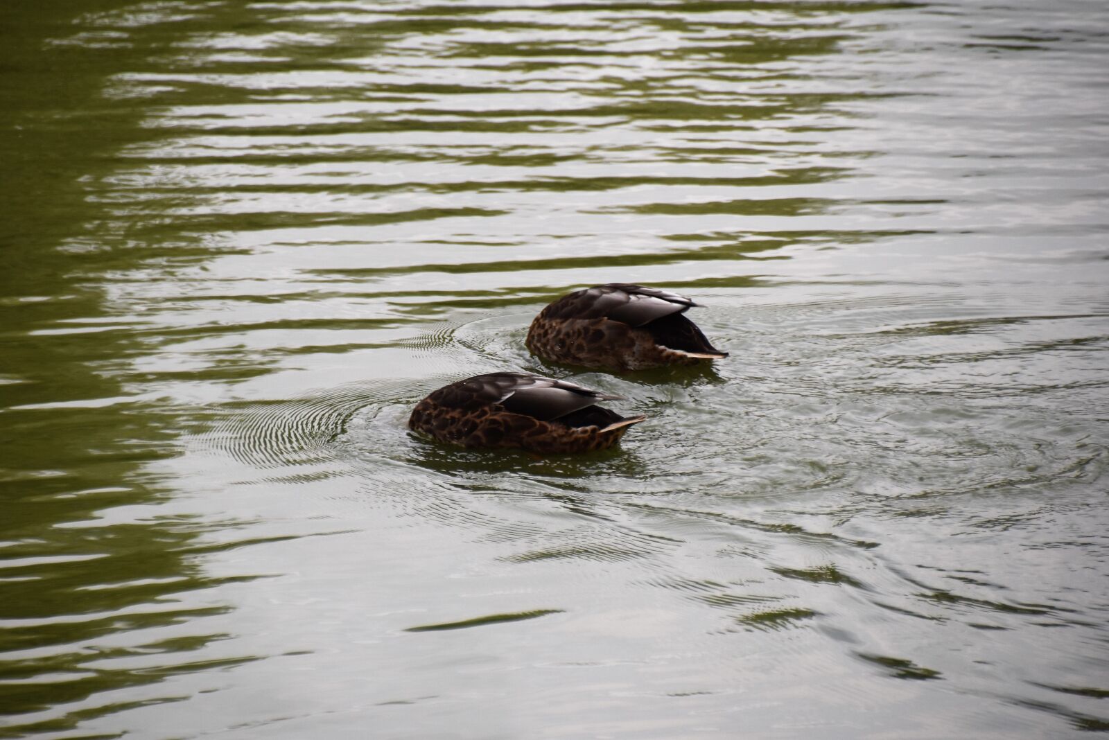 Nikon D5600 sample photo. Duck, lake, wild ducks photography