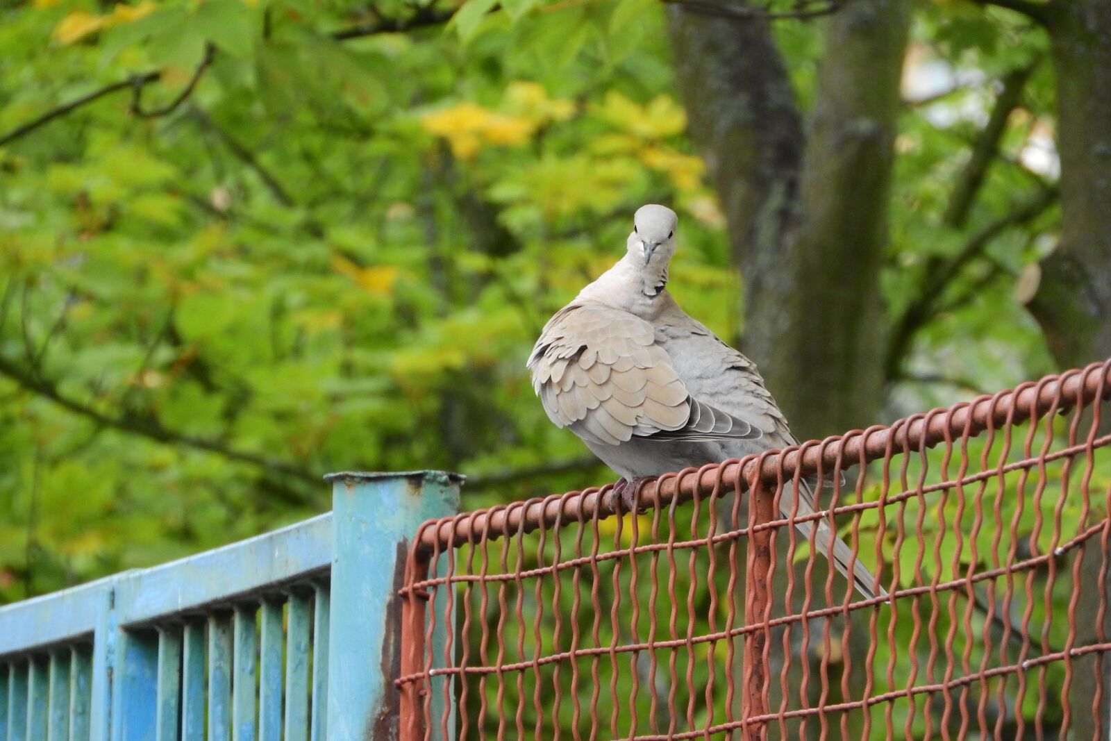 Nikon Coolpix P610 sample photo. Streptopelia decaocto, dove, bird photography