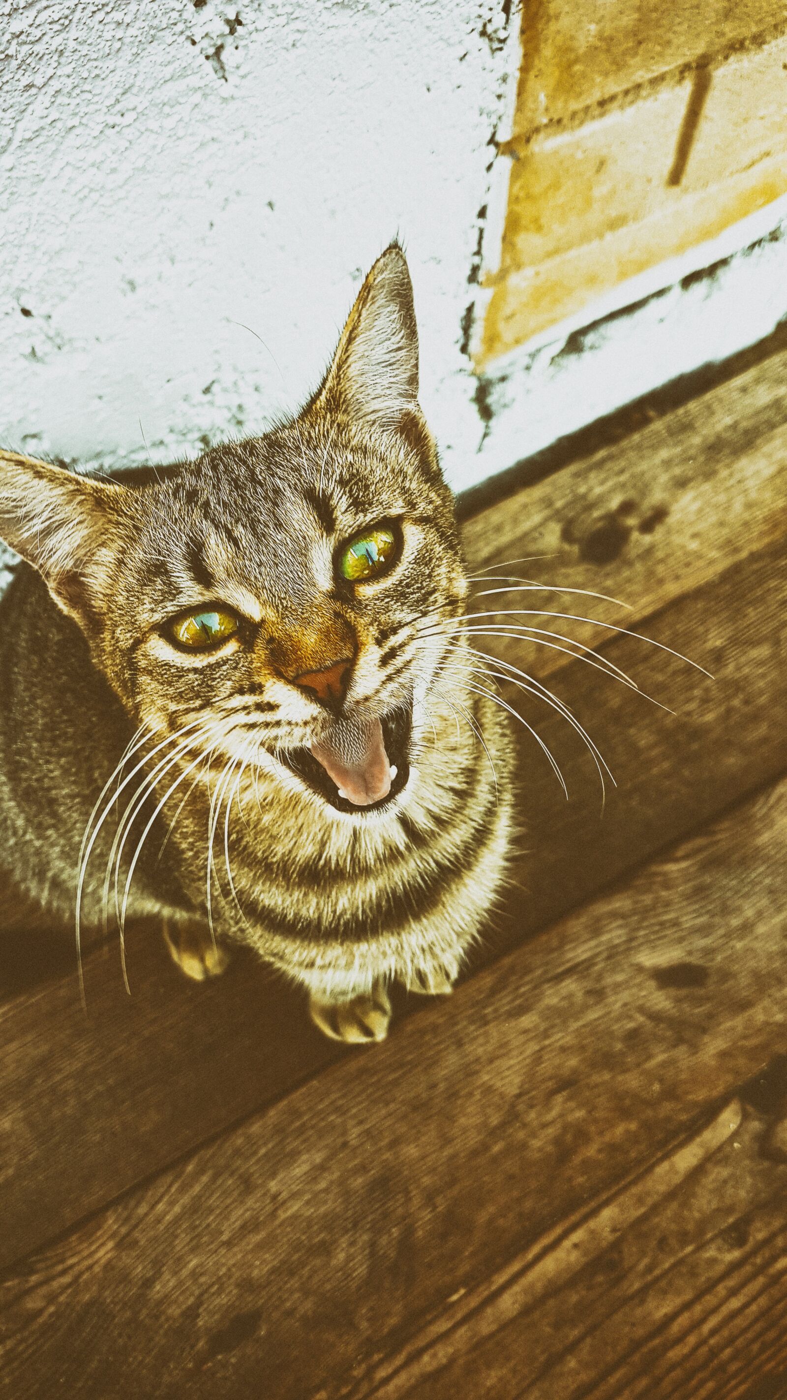 Samsung Galaxy S7 Edge sample photo. Cat, animal, pet photography