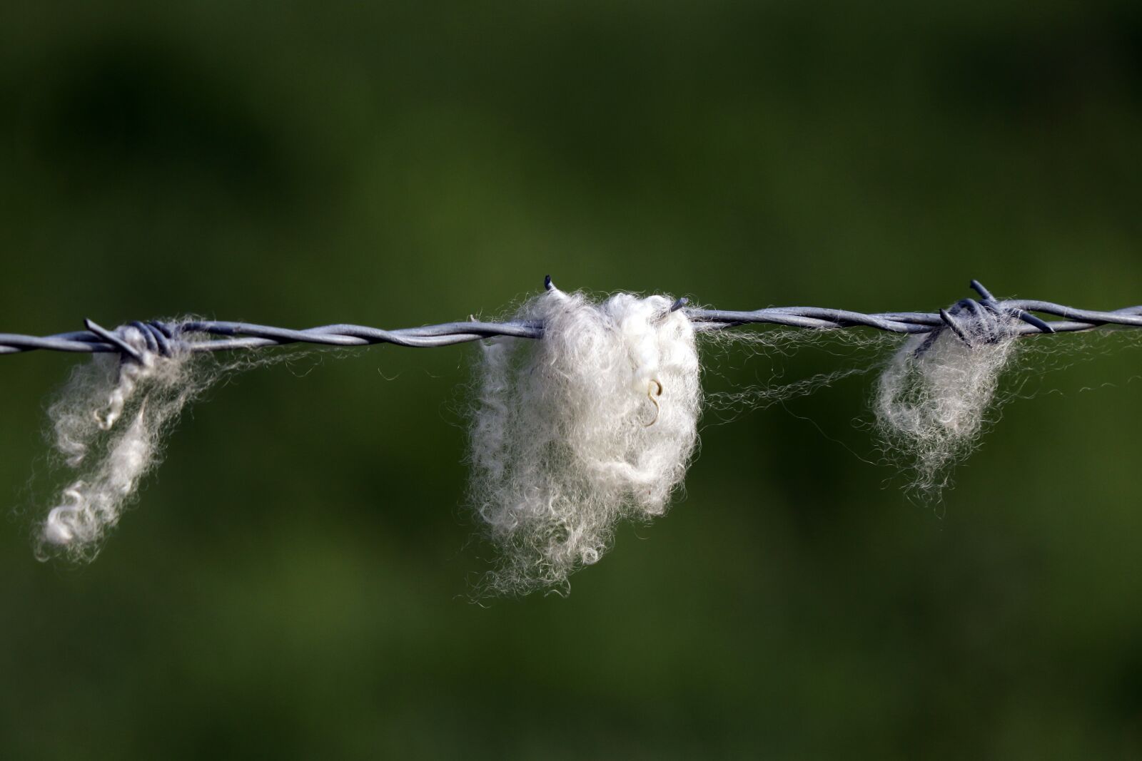 Canon EOS 77D (EOS 9000D / EOS 770D) sample photo. Wool, sheep, livestock photography