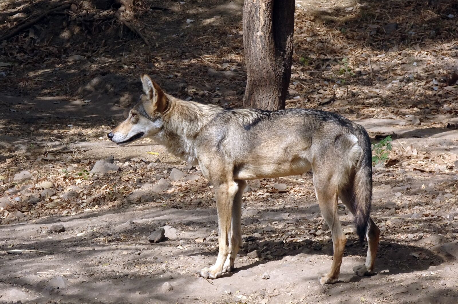 Sony Cyber-shot DSC-HX90V sample photo. Wolf, wildlife, indian wolf photography
