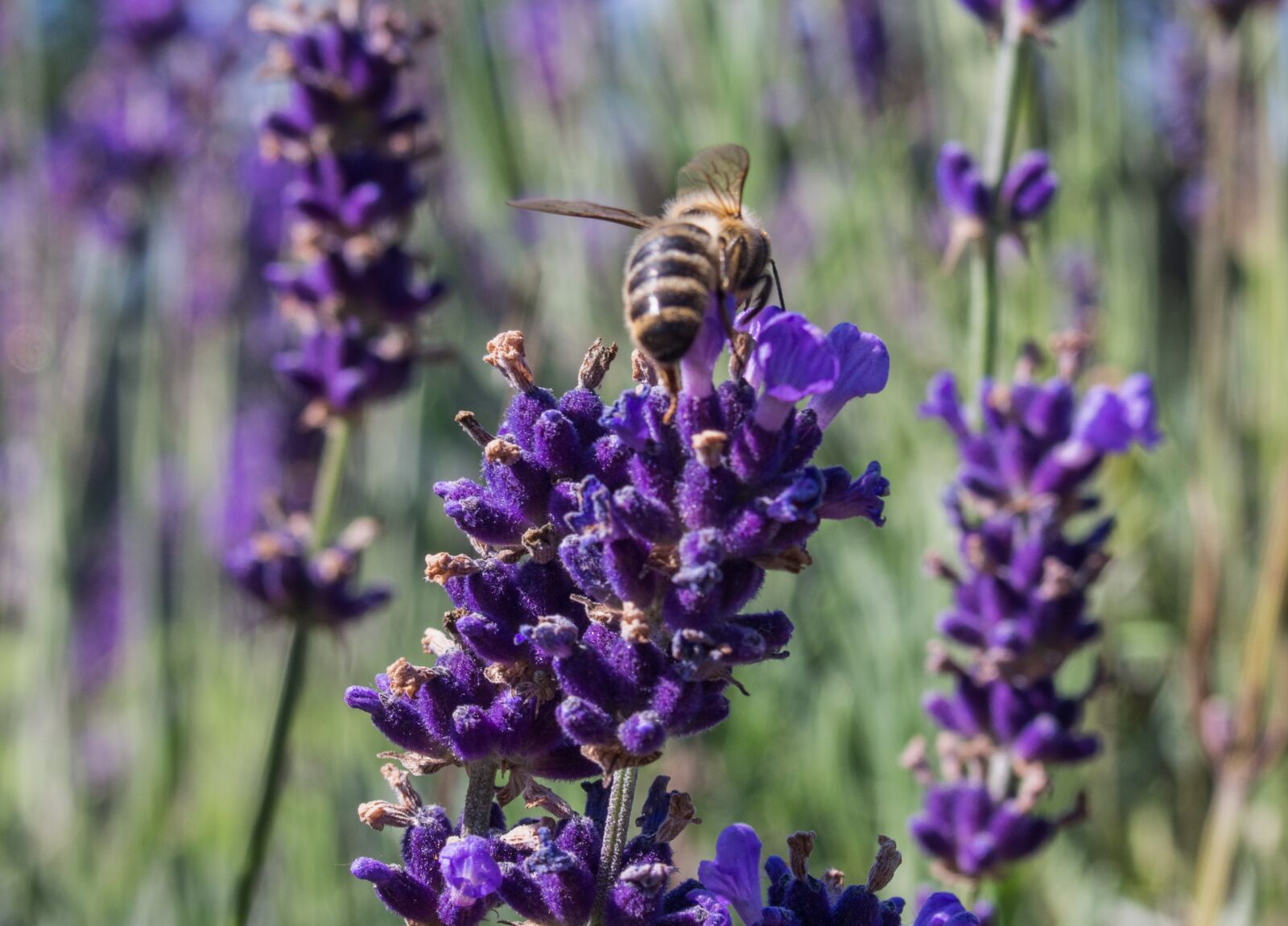 Olympus PEN E-PL5 sample photo. Lavender, nature, plant photography