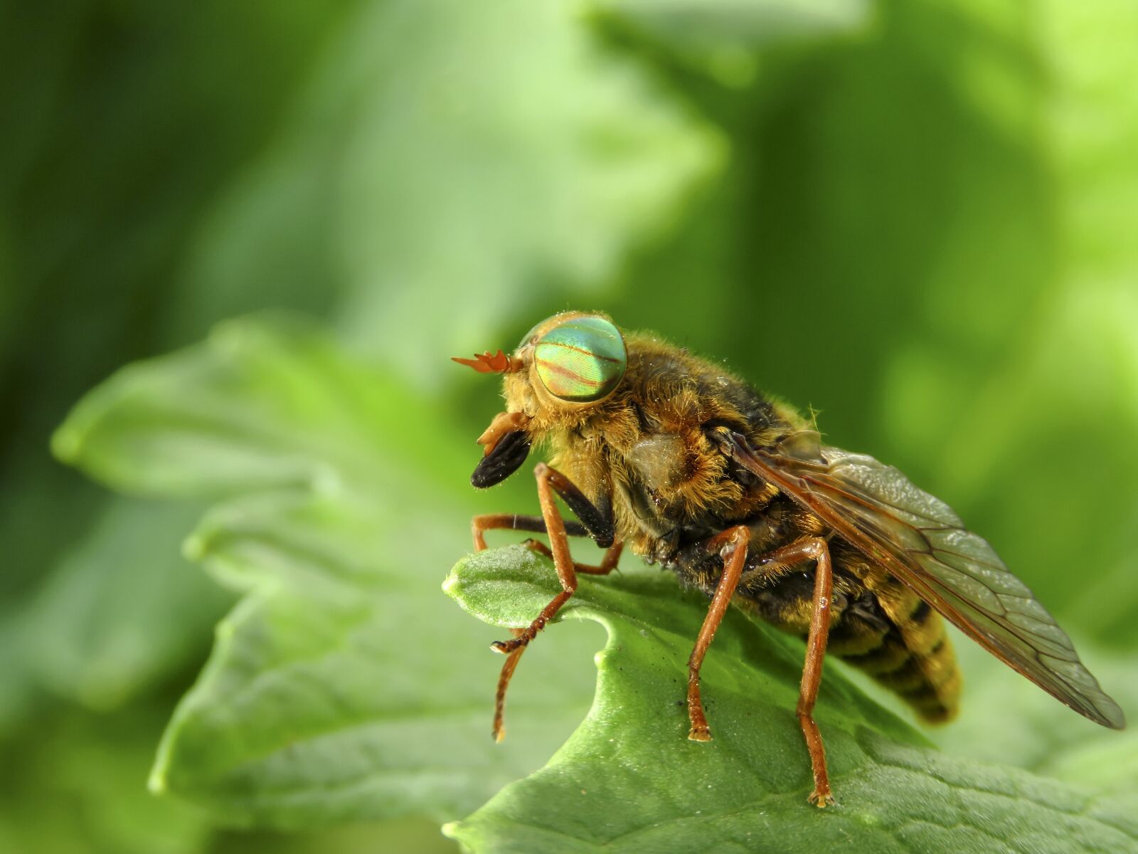 Canon PowerShot SX60 HS sample photo. Horsefly, insect, tabanidae photography