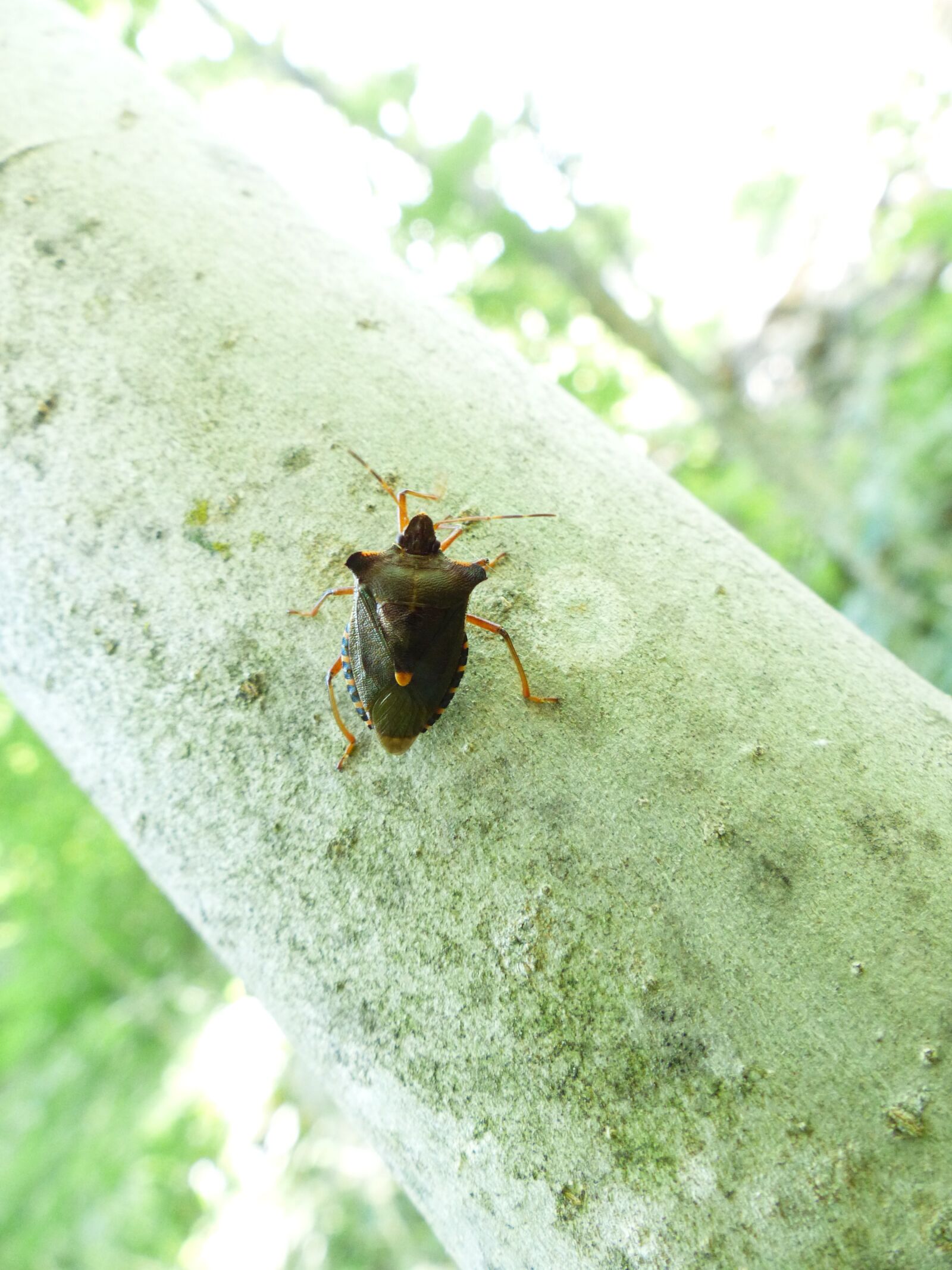 Panasonic Lumix DMC-FZ200 sample photo. Red legged tree bug photography