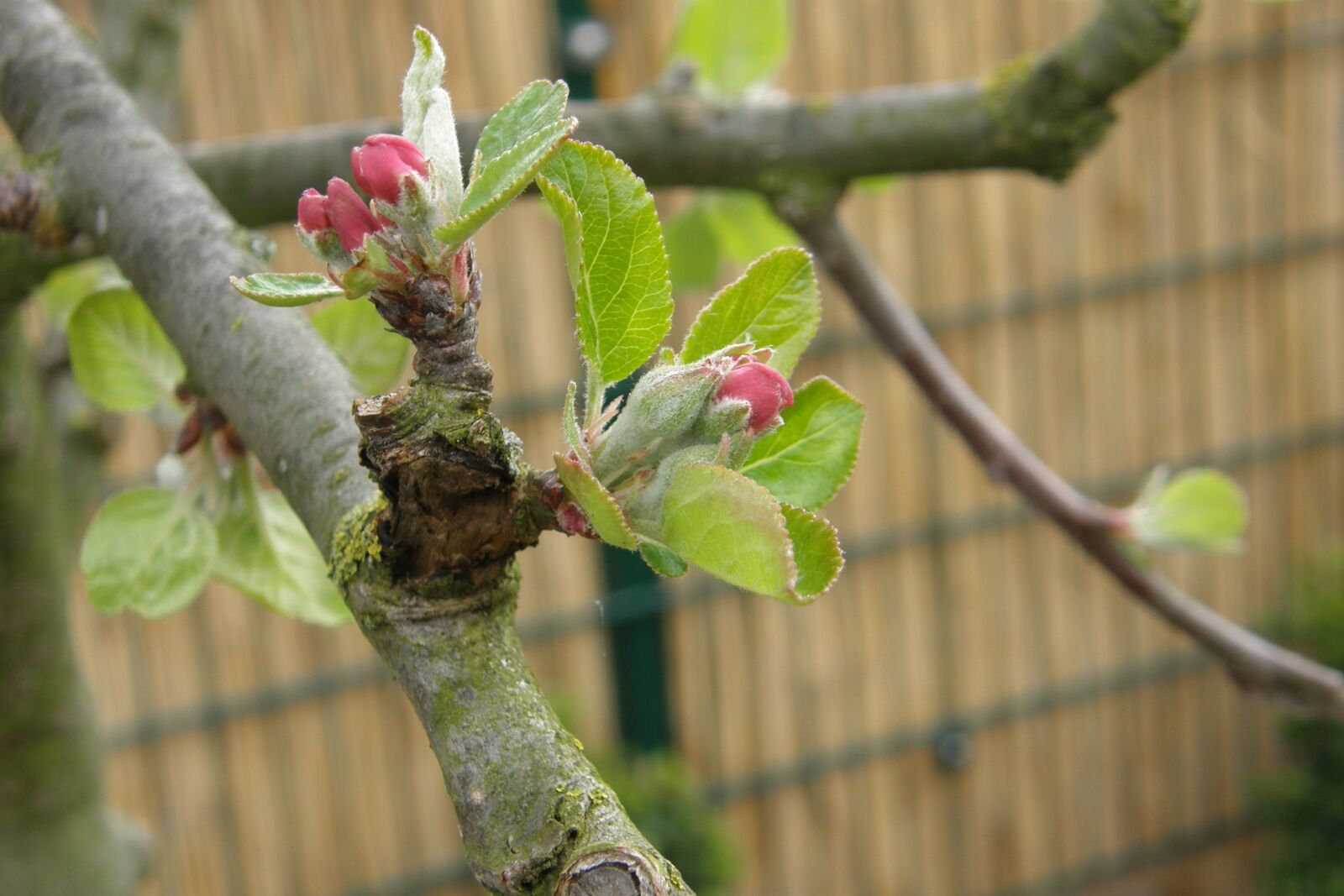 Olympus SP550UZ sample photo. Apple tree, bud, blossom photography