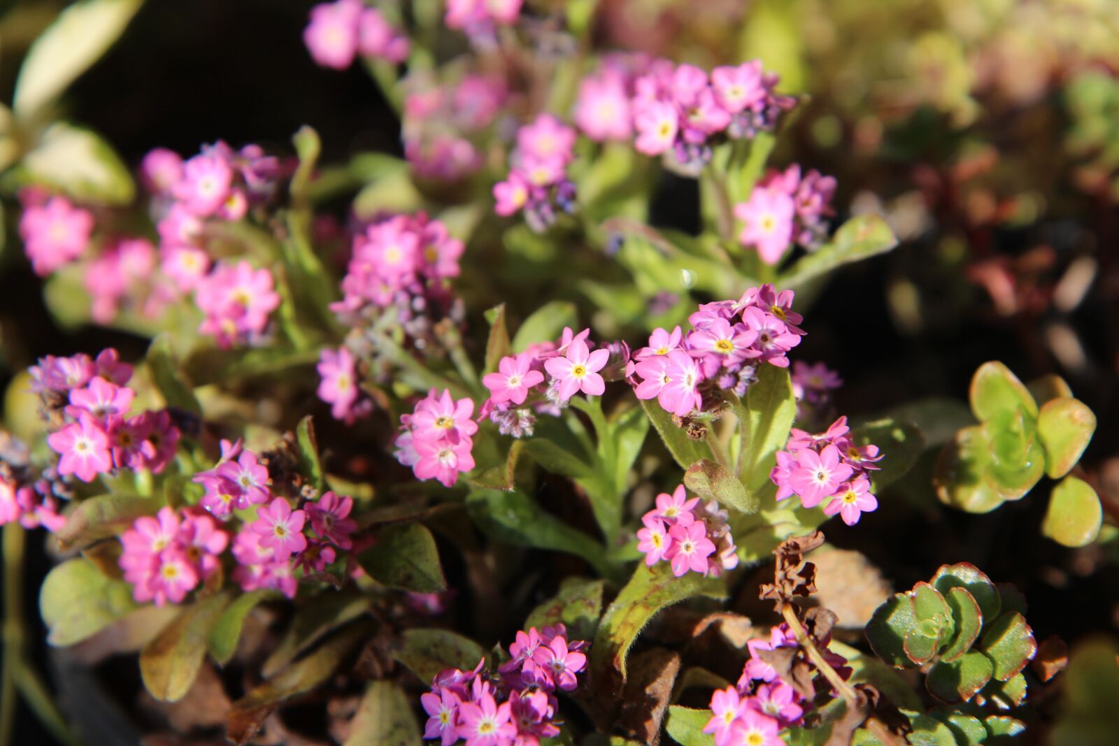 Canon EOS 600D (Rebel EOS T3i / EOS Kiss X5) sample photo. Myosotis, forget-me-not pink, pink photography