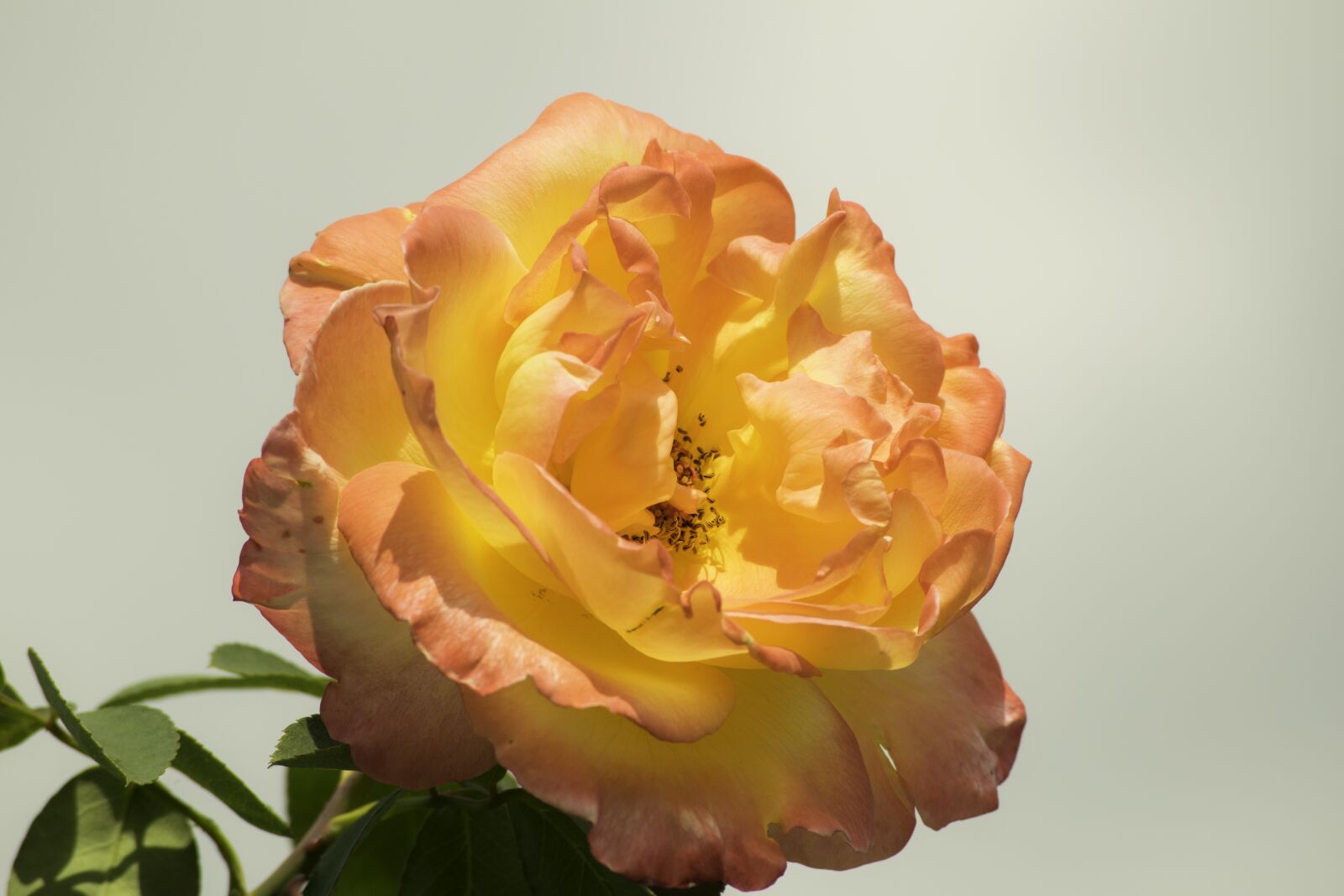 Nikon D3300 sample photo. Rose, ceralb, autumn photography