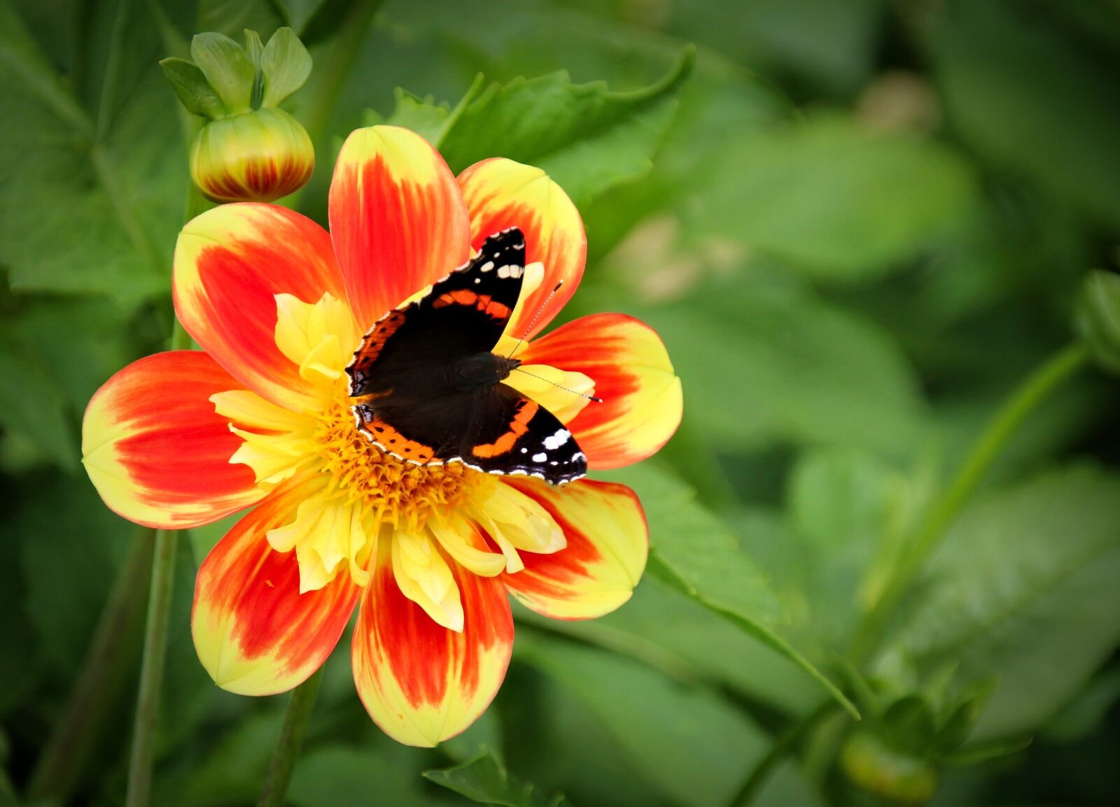 Canon EOS 700D (EOS Rebel T5i / EOS Kiss X7i) sample photo. Plant, flower, nature photography