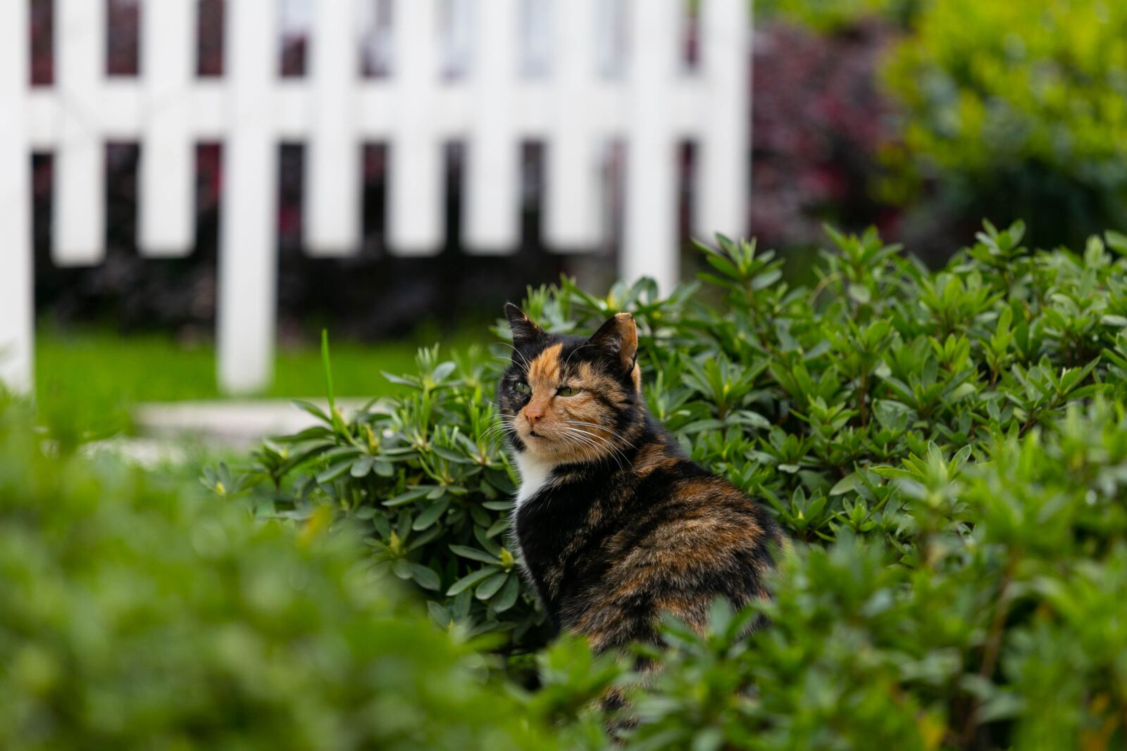 Canon EF 70-200mm F4L IS USM sample photo. Cat, outdoor, green photography