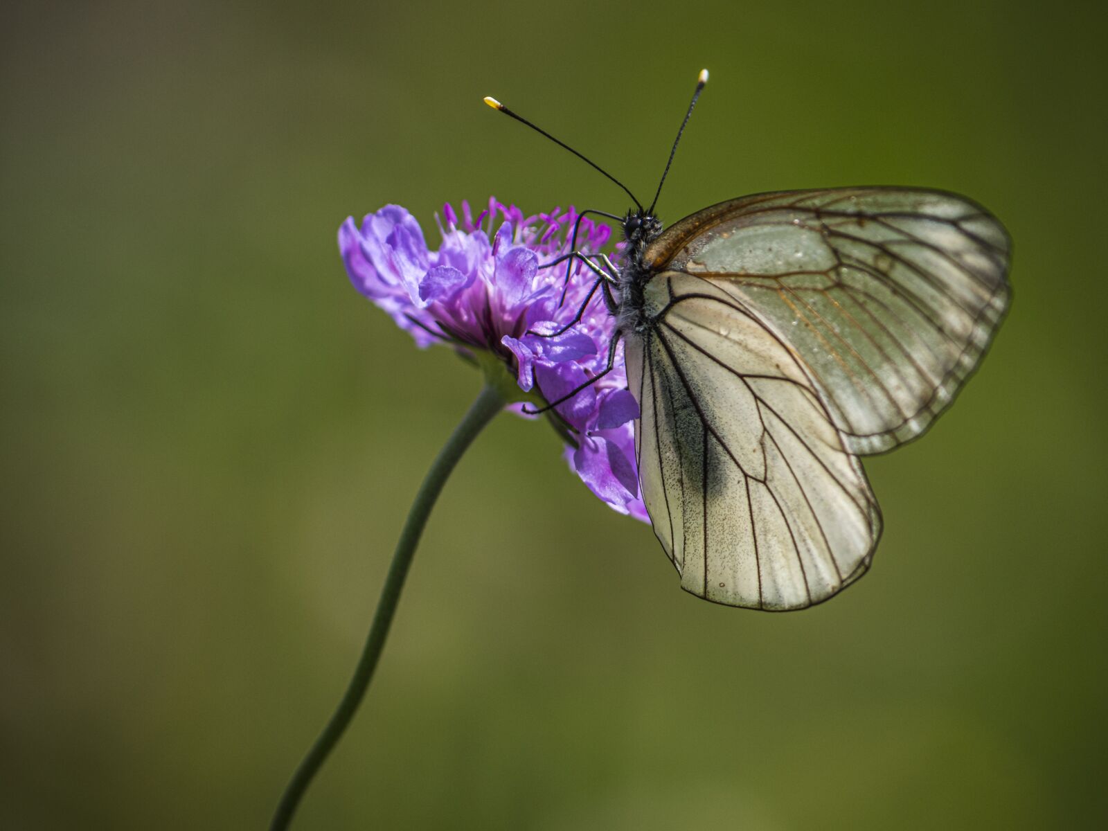 LUMIX G VARIO 100-300/F4.0-5.6II sample photo. Butterfly, flower, nature photography