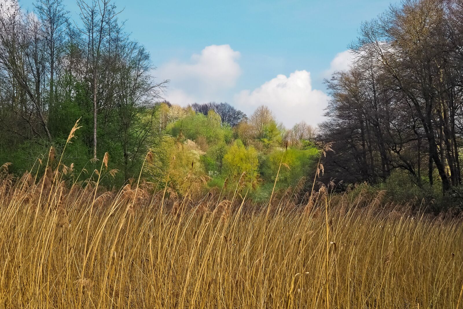 Olympus OM-D E-M10 sample photo. Forest, landscape, bach photography
