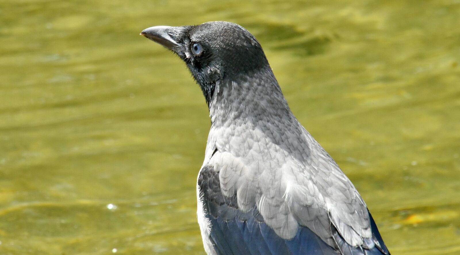Nikon D5500 sample photo. Bird, grey, head, side photography