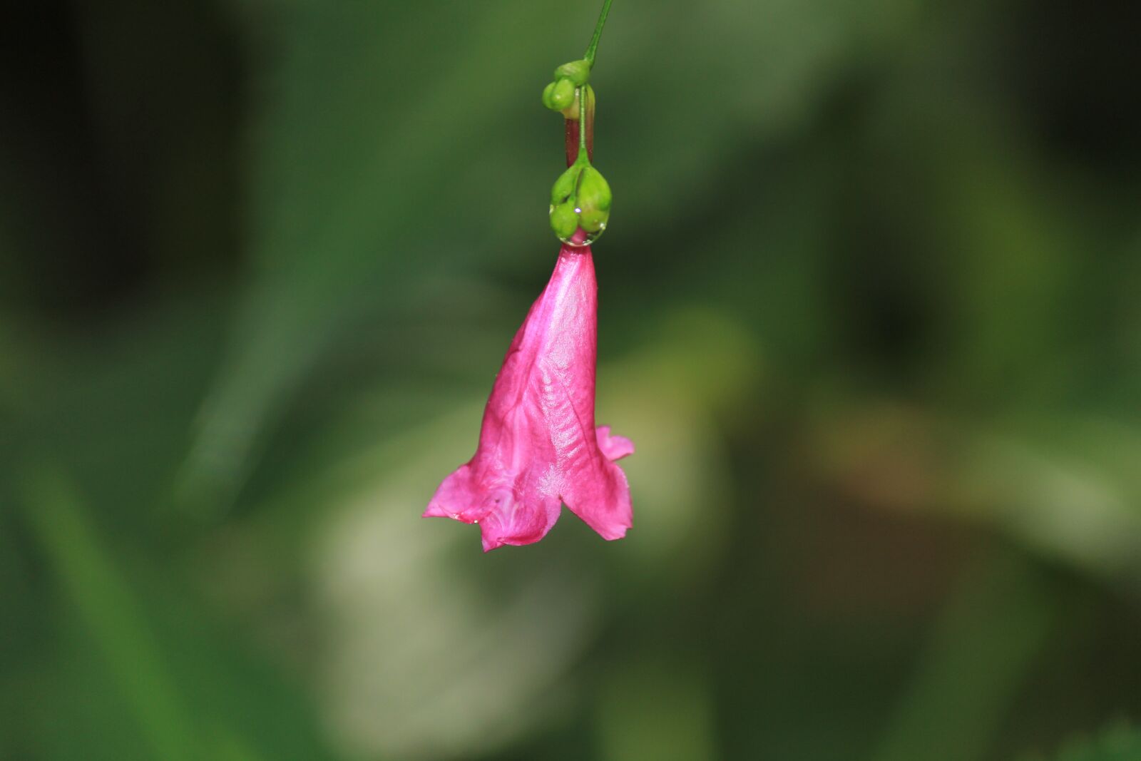 Canon EOS 1200D (EOS Rebel T5 / EOS Kiss X70 / EOS Hi) sample photo. Flower, pink, hanging photography