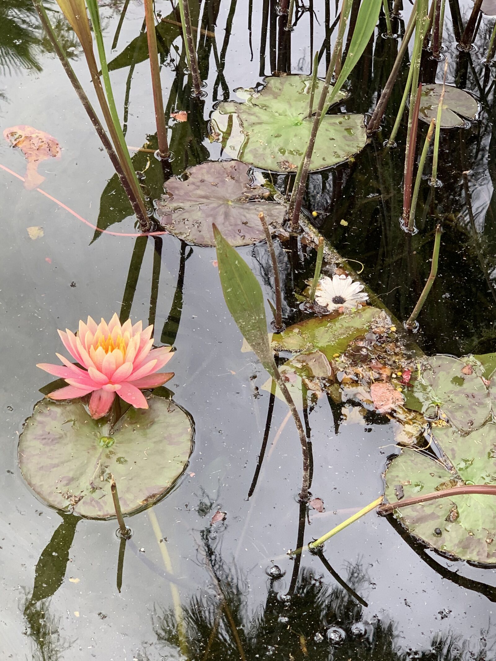 Apple iPhone XS Max sample photo. Lotus, flower, blossom photography